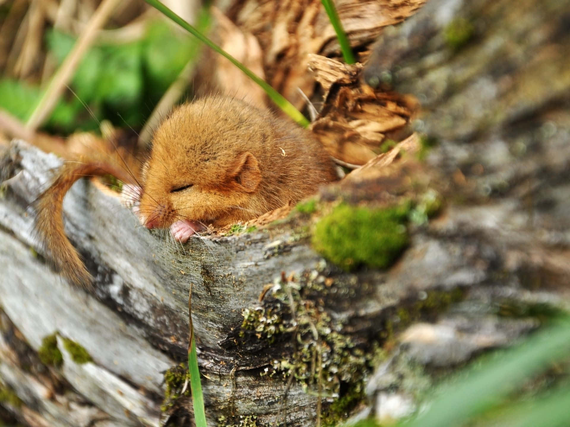 dormouse, mossy tree trunk, green grass, Full HD Desktop Wallpaper