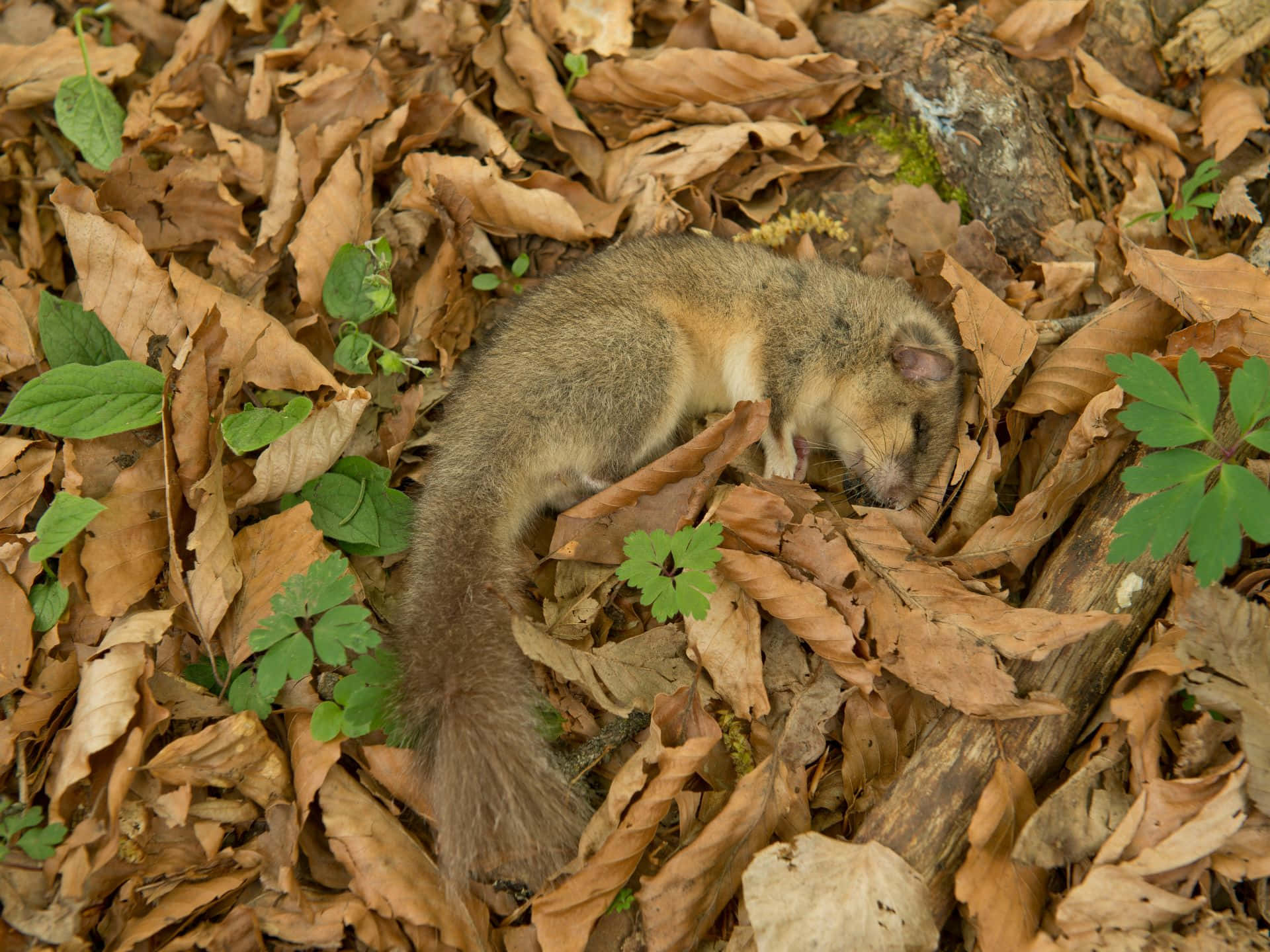 dormouse, autumn leaves, forest floor, Full HD Desktop Wallpaper
