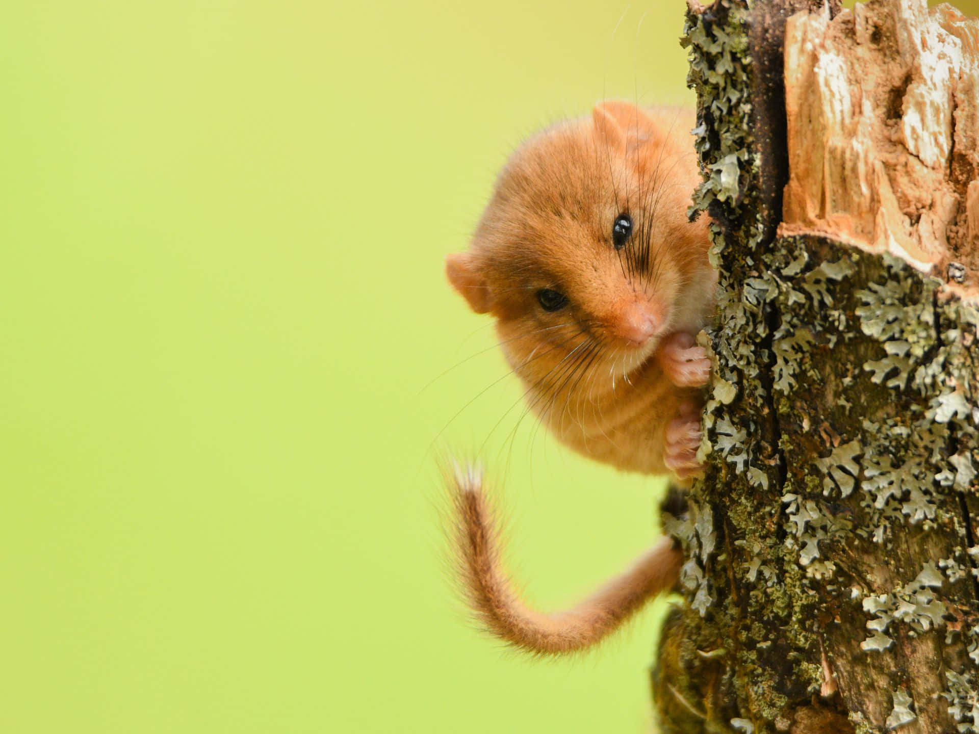 dormouse, fluffy orange dormouse, mossy tree trunk, Full HD Desktop Wallpaper