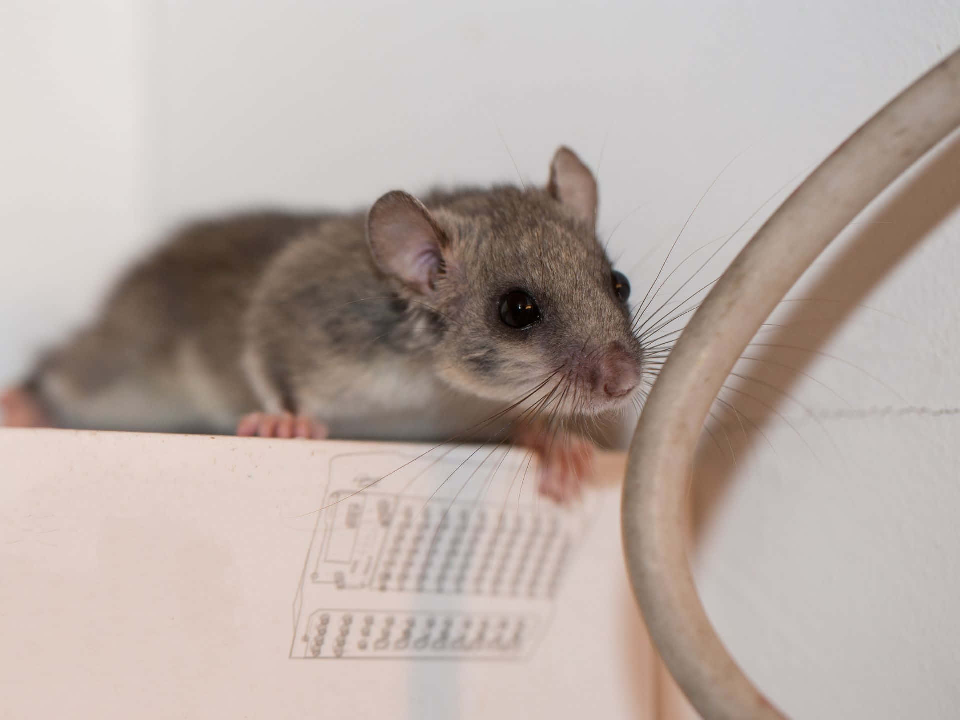 dormouse, gray mouse, dark eyes, Full HD Desktop Wallpaper
