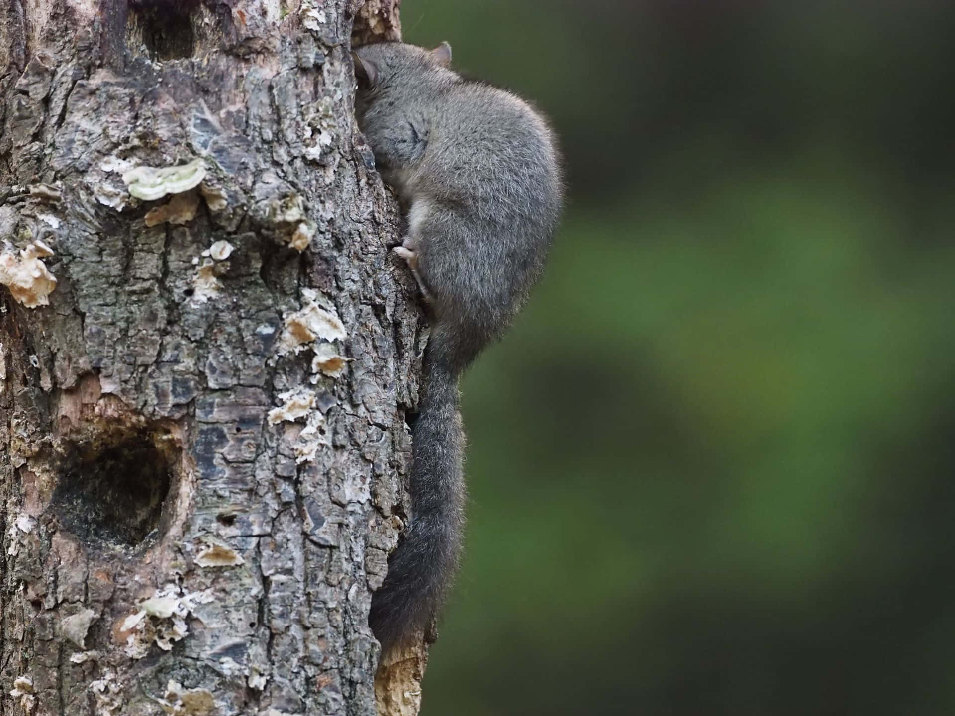 Dormouse, tree, mossy tree trunk, Full HD Desktop Wallpaper