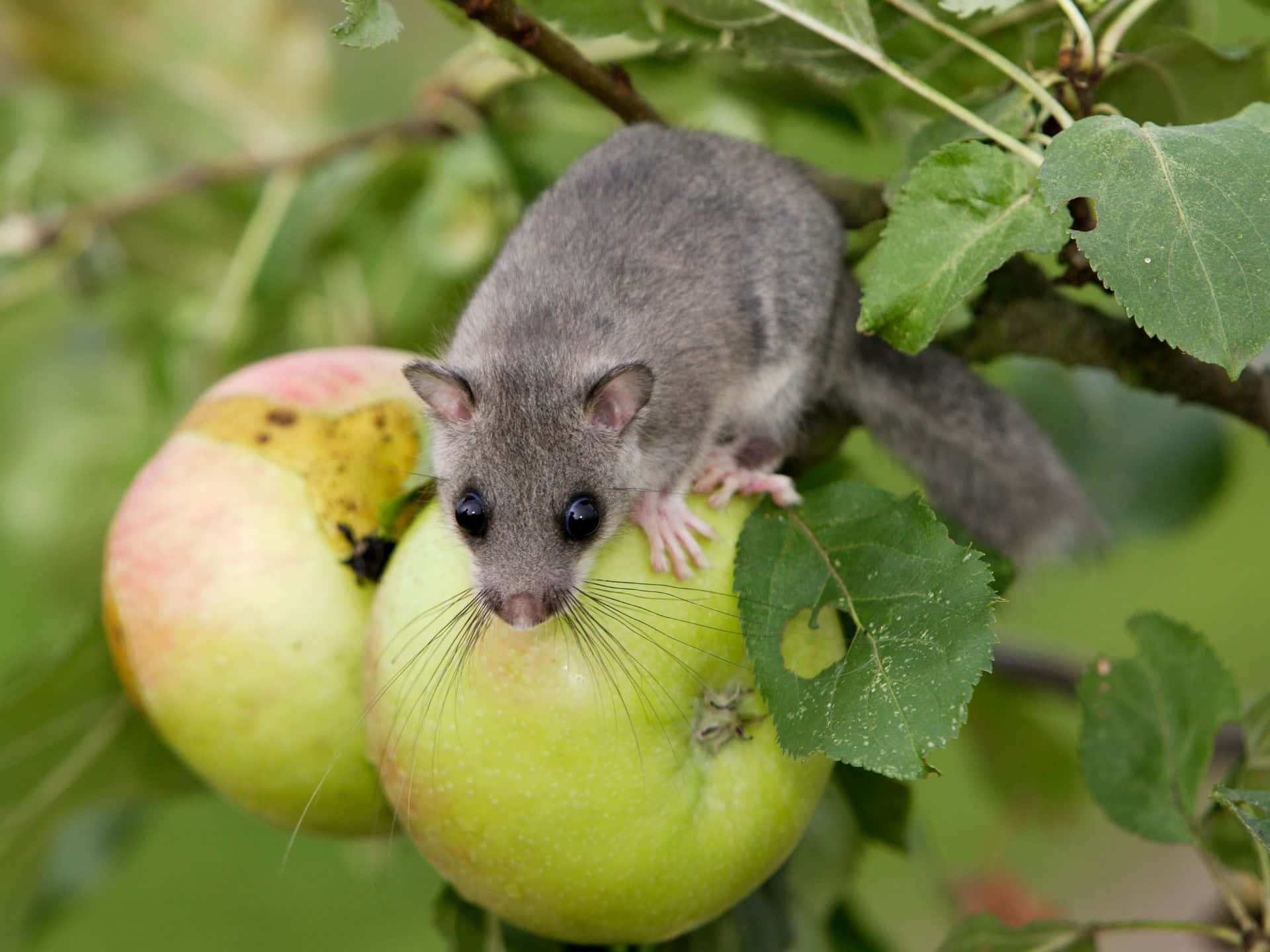 Dormouse, apple branch, gray squirrel, Full HD Desktop Wallpaper