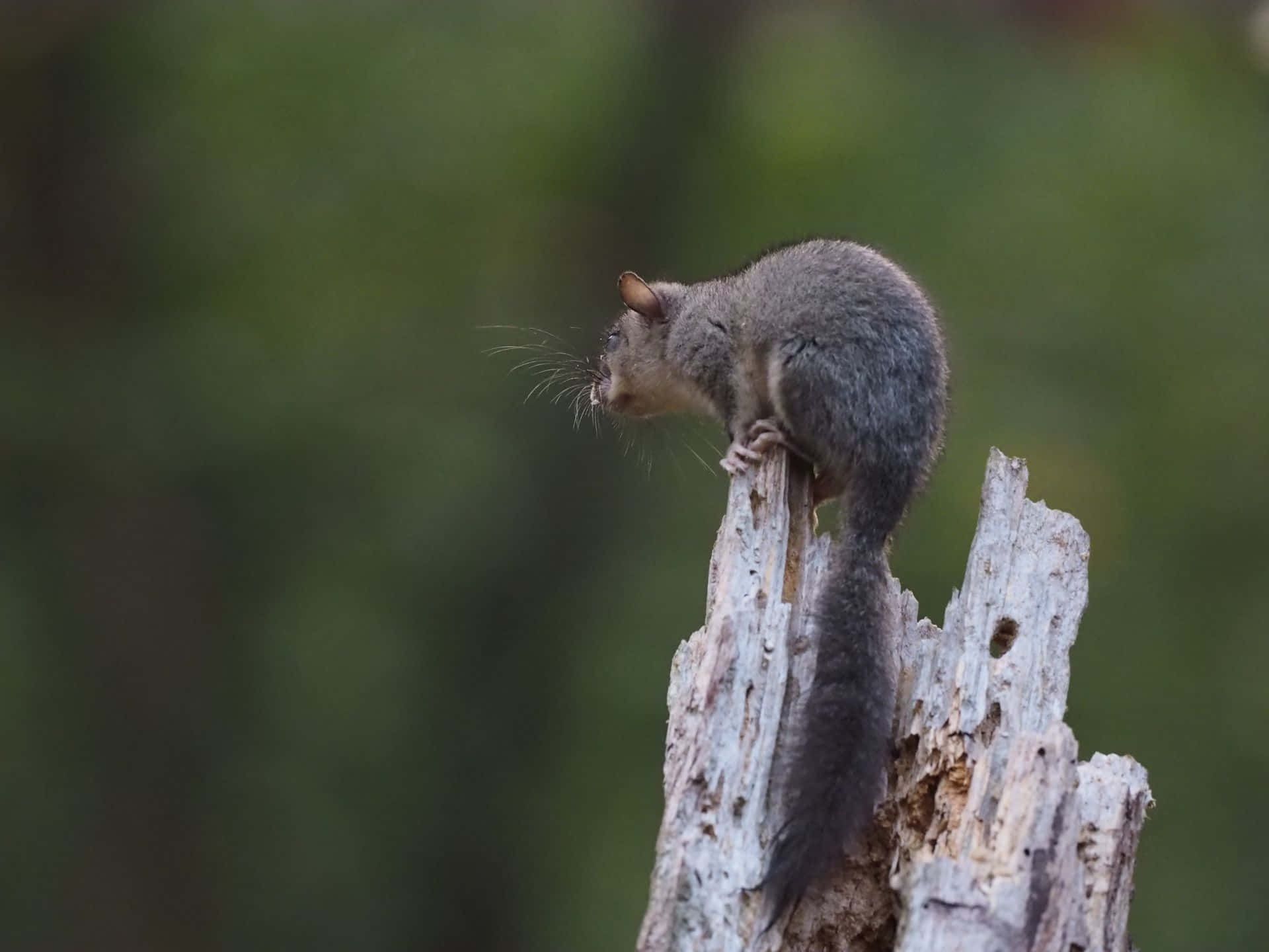 Dormouse, tree stump, gray squirrel, Full HD Desktop Wallpaper
