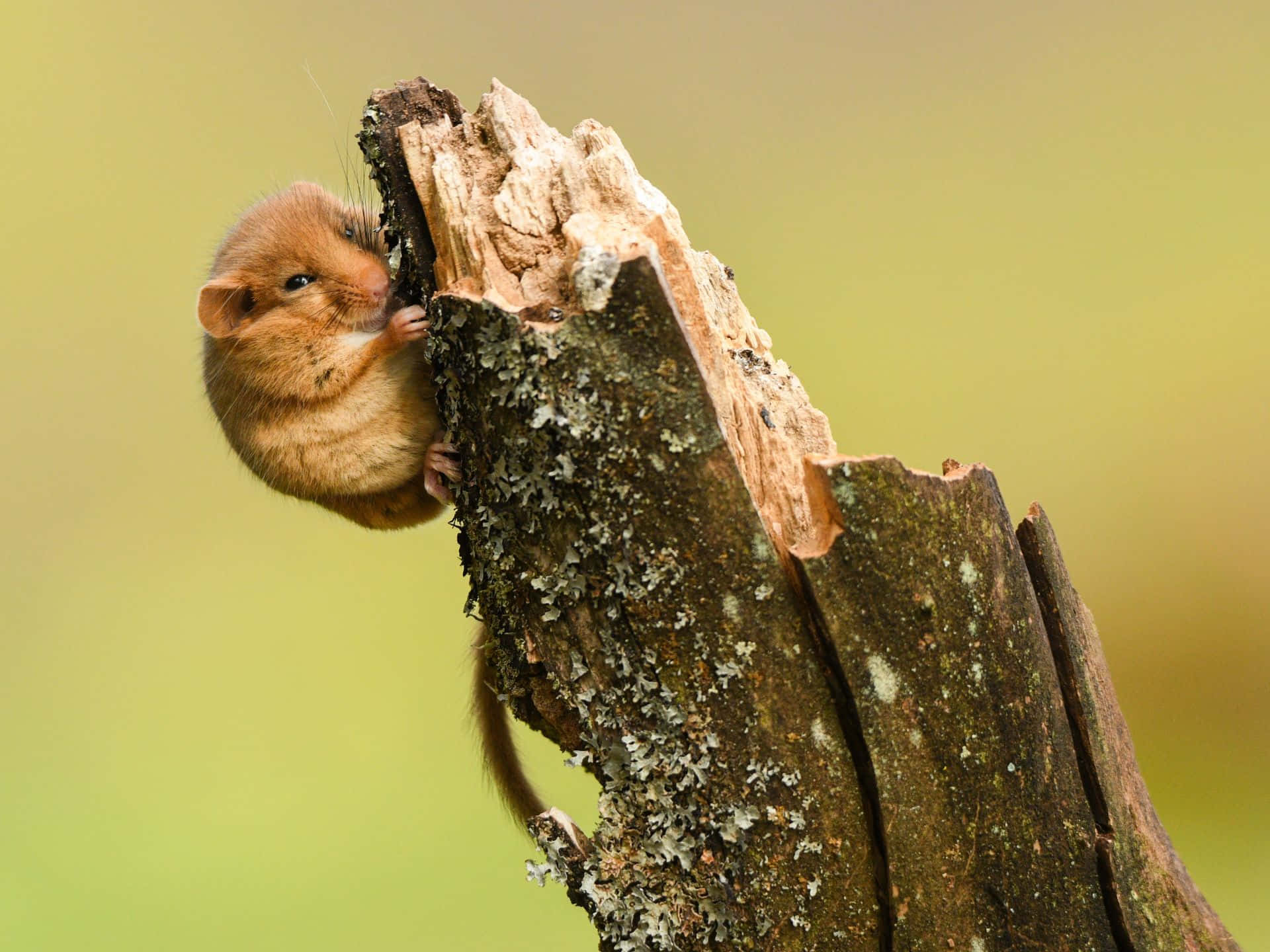 Dormouse, tree stump, mossy, Full HD Desktop Wallpaper