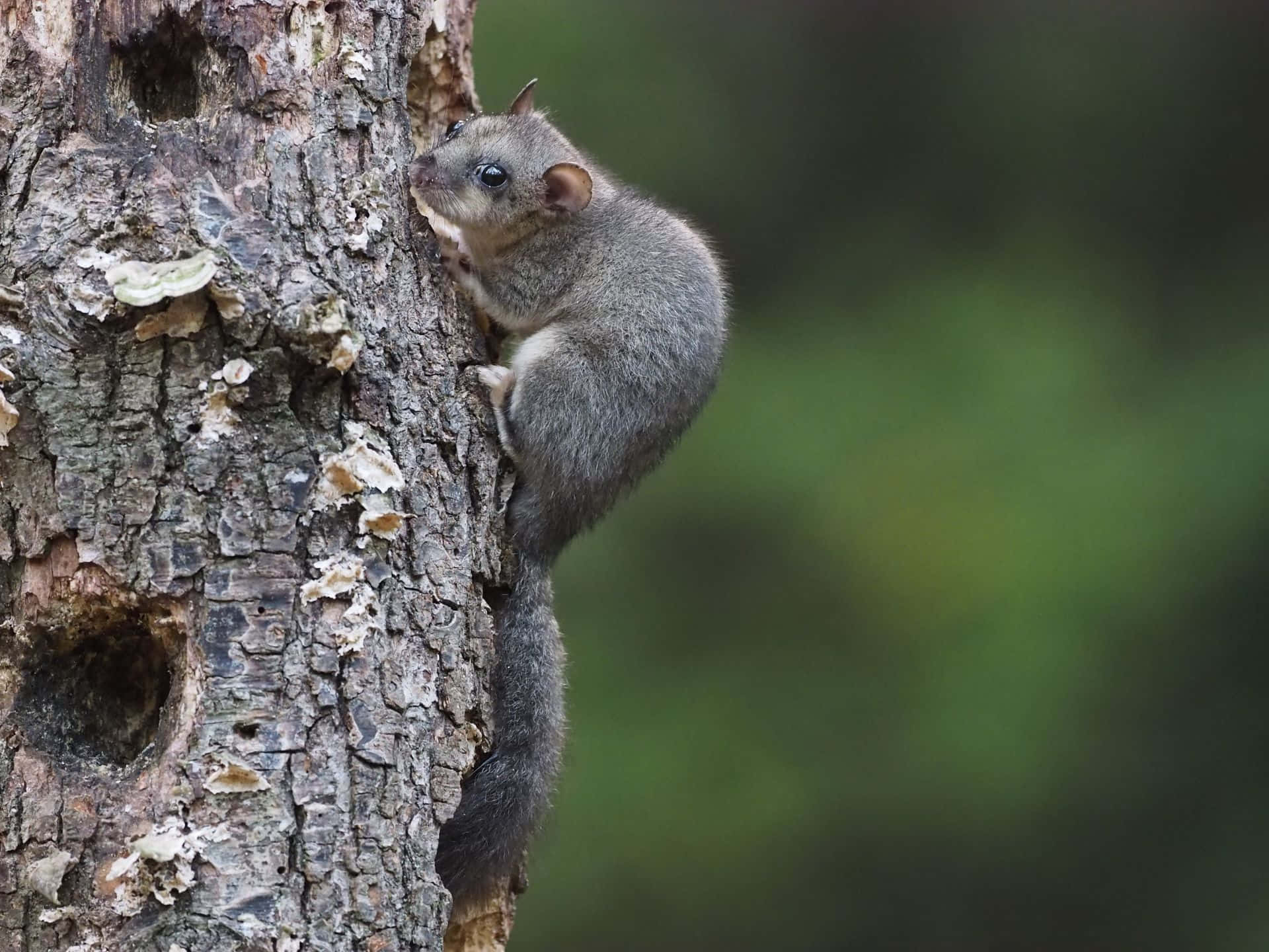 Dormouse, mossy tree trunk, lichen, Full HD Desktop Wallpaper