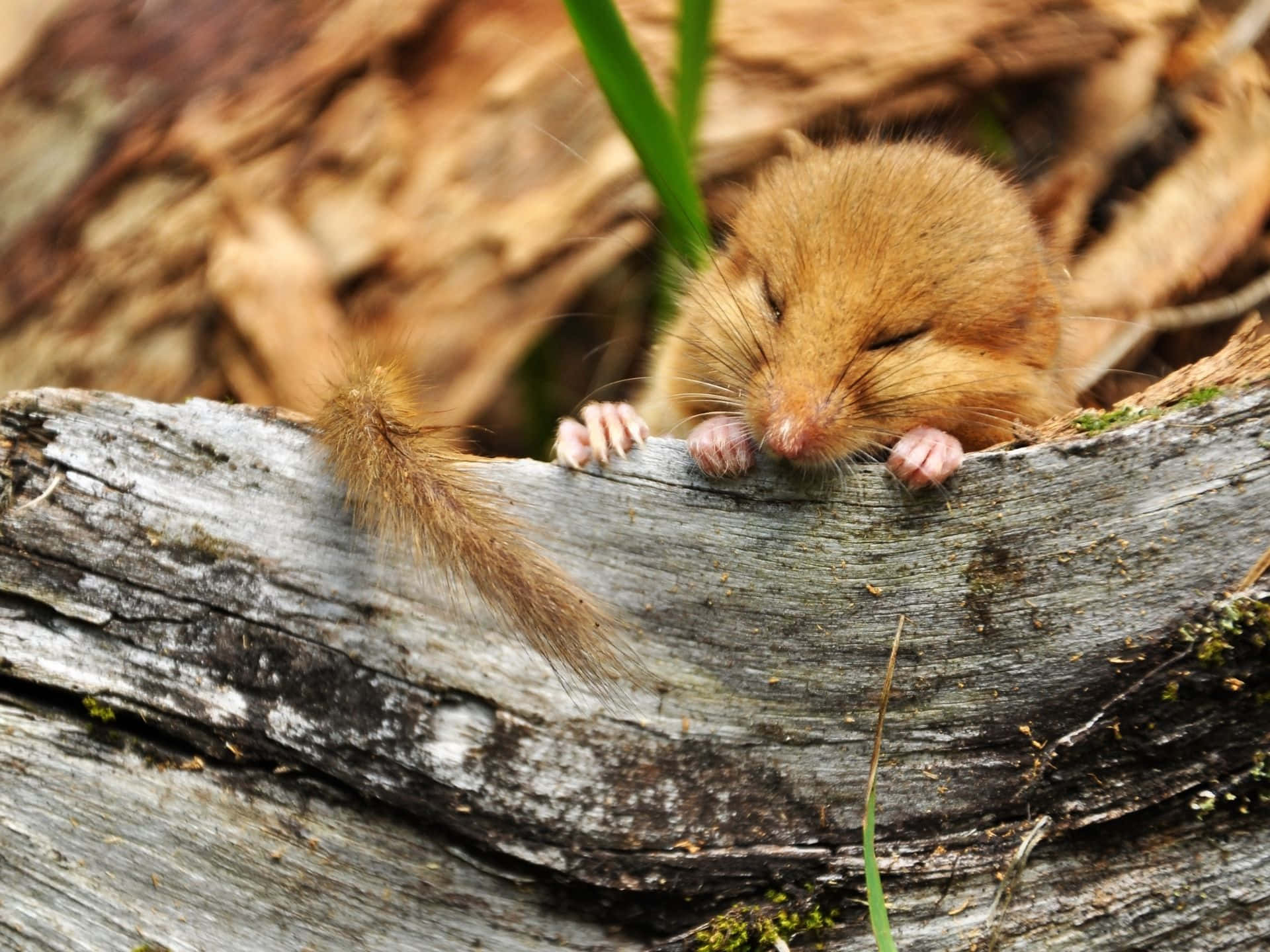 dormouse, mossy weathered log, fallen leaves, Full HD Desktop Wallpaper