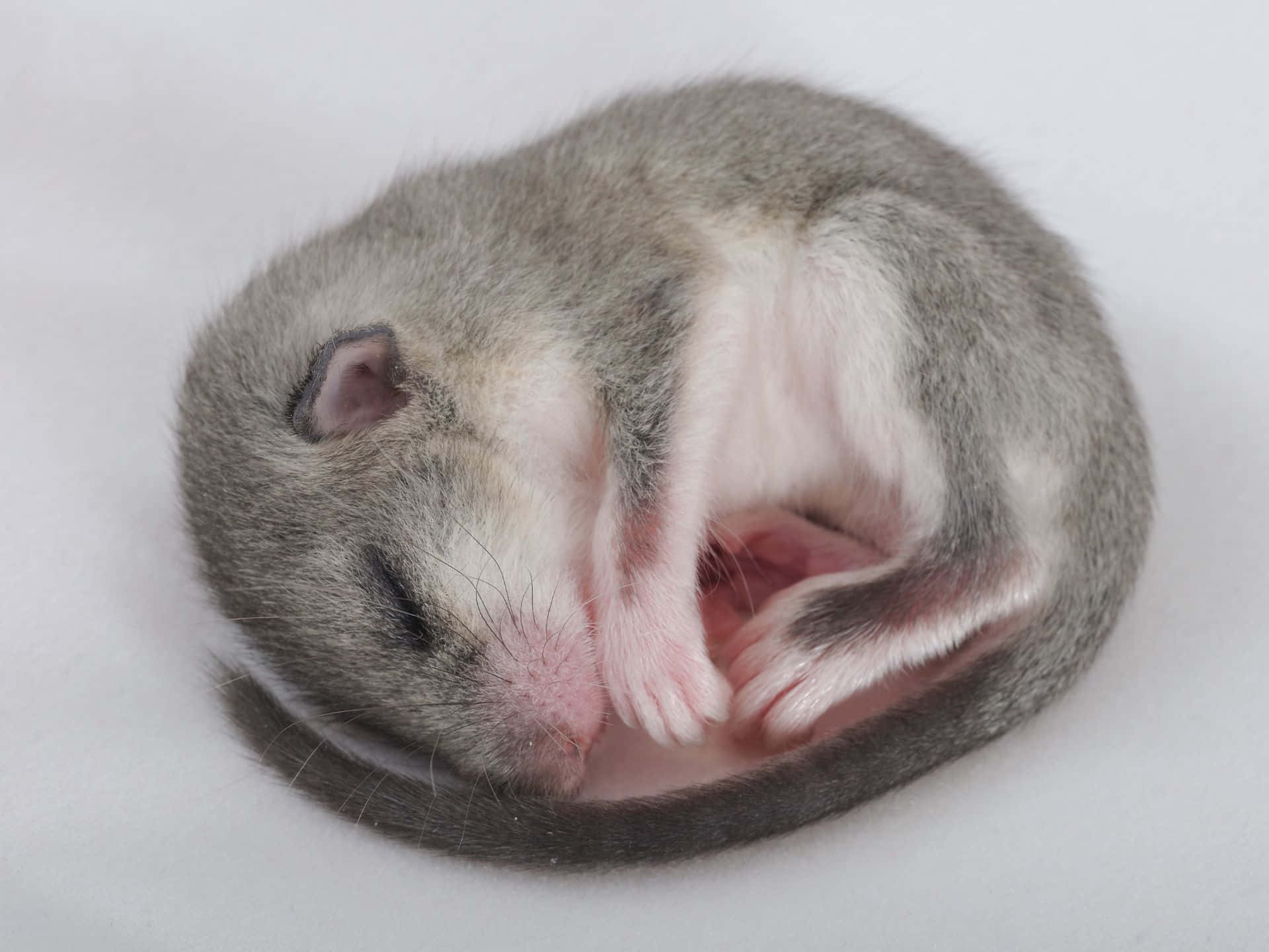 dormouse, gray and white, baby mouse, Full HD Desktop Wallpaper