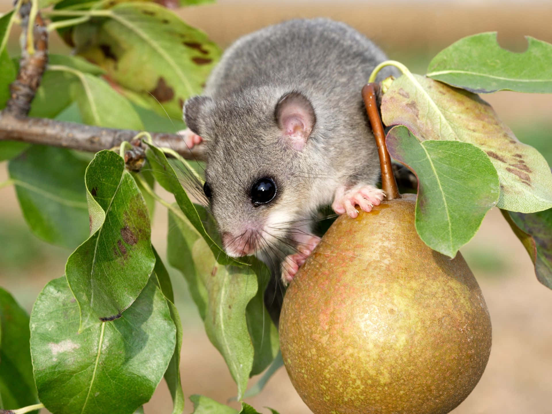 Dormouse, pear branch, ripe pear, Full HD Desktop Wallpaper