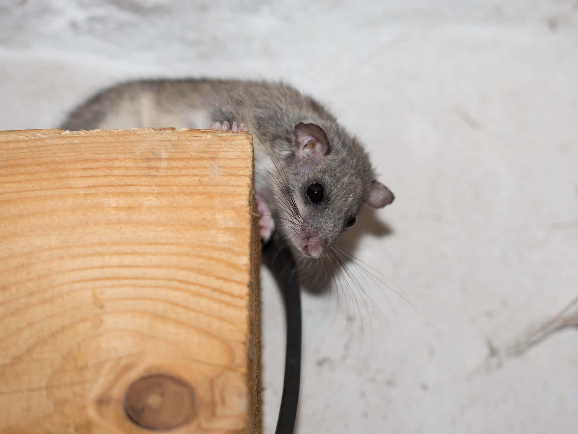Dormouse, wooden block, gray mouse, Full HD Desktop Wallpaper