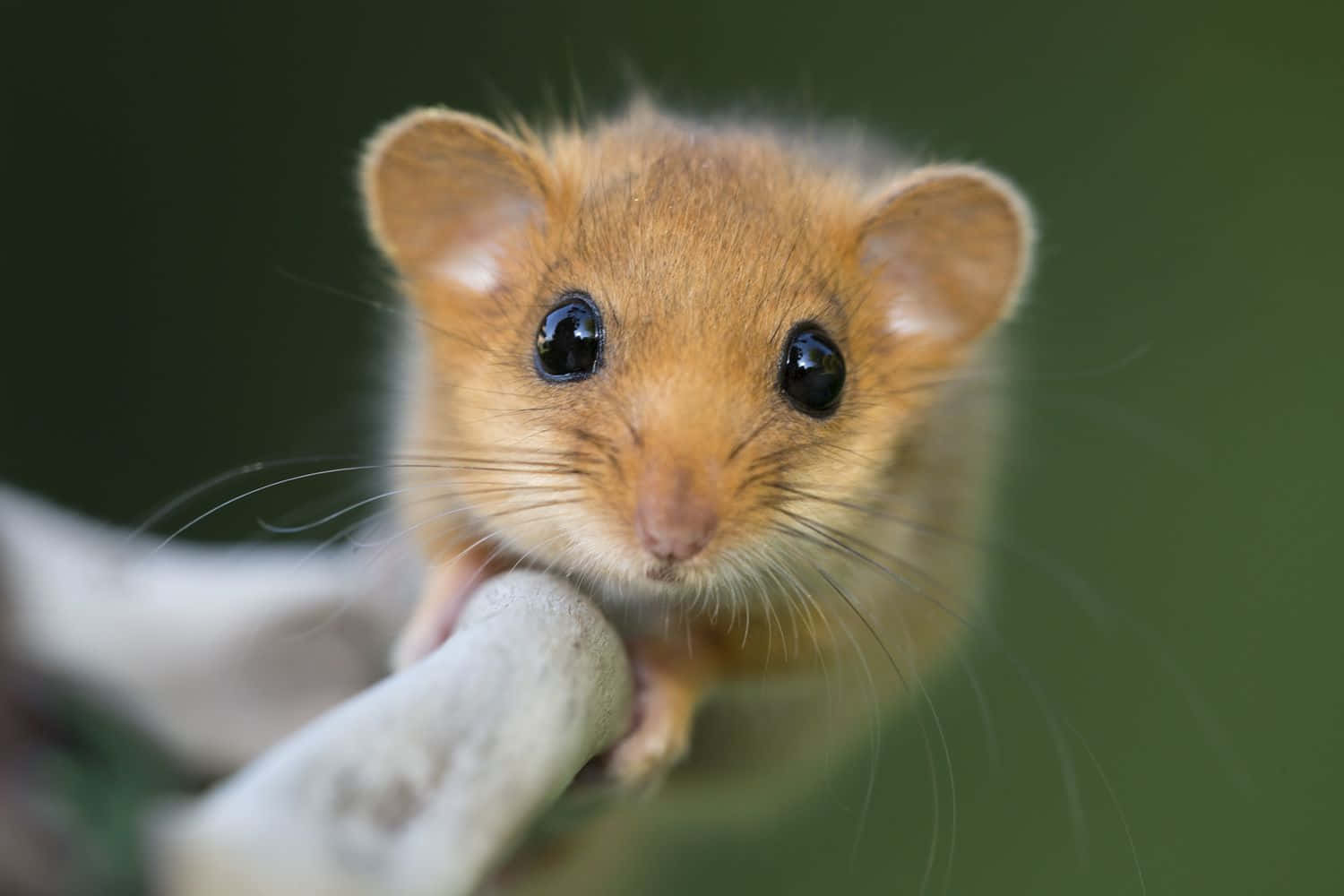 dormouse, golden-brown, big dark eyes, HD Desktop Wallpaper