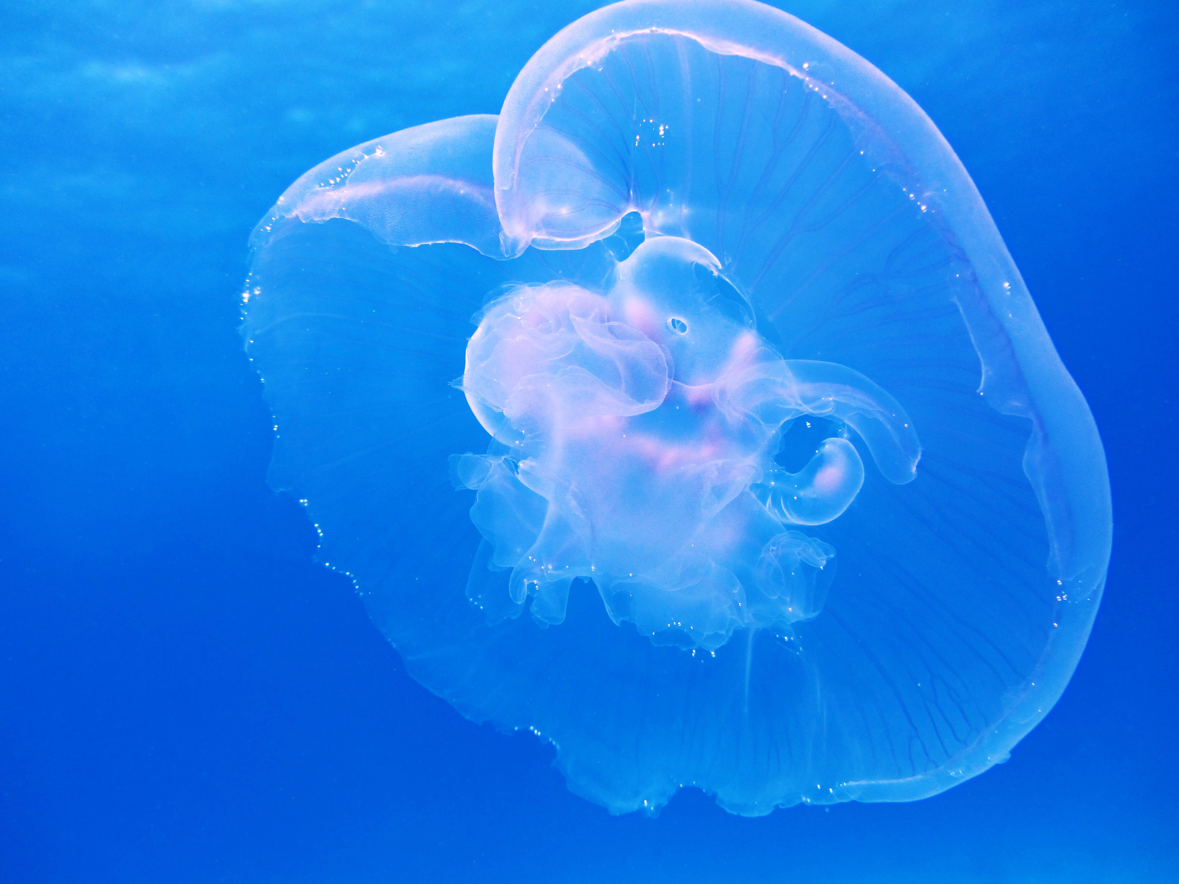 white translucent jellyfish, underwater environment, deep blue ocean water, 4K Desktop Wallpaper