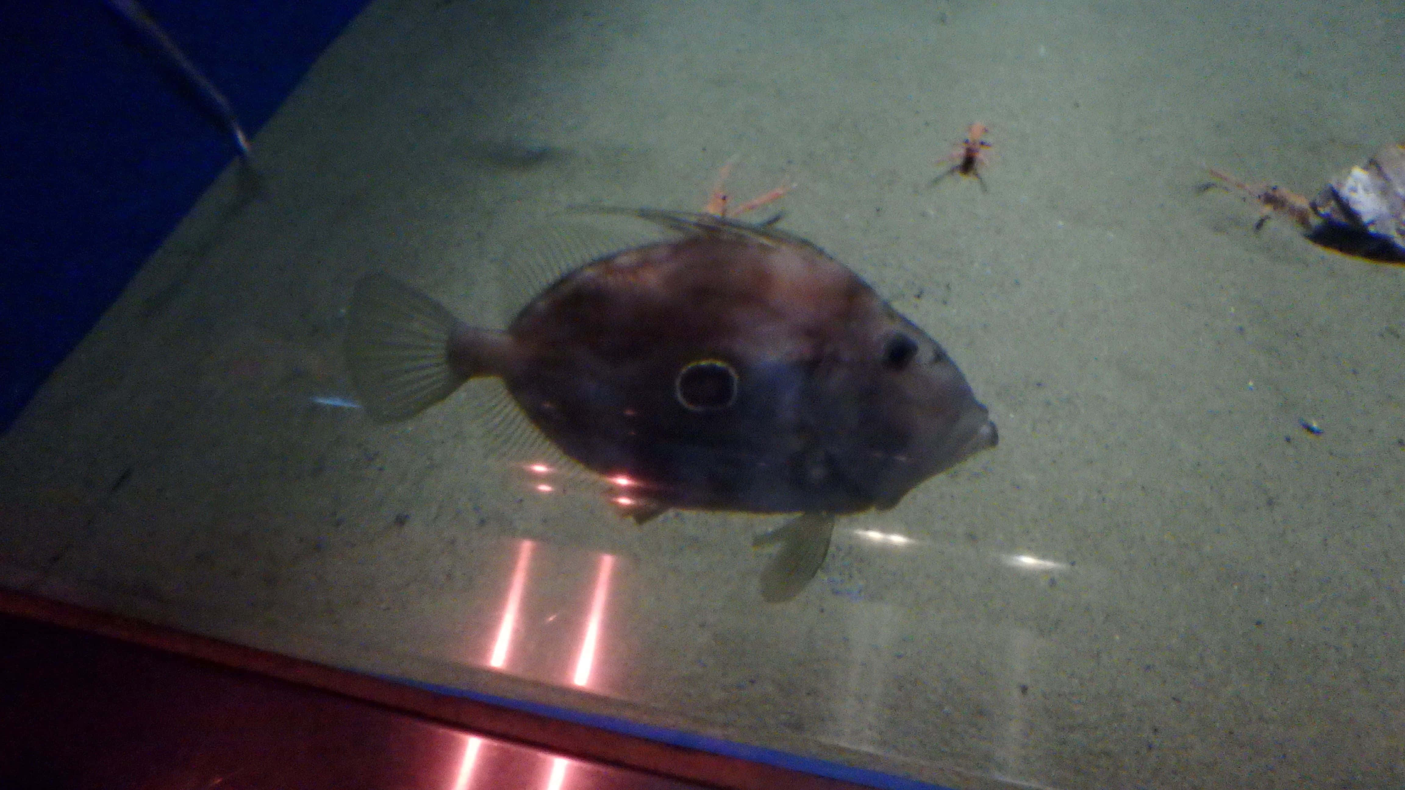 Doryfish, aquarium, boxfish, 4K Desktop Wallpaper