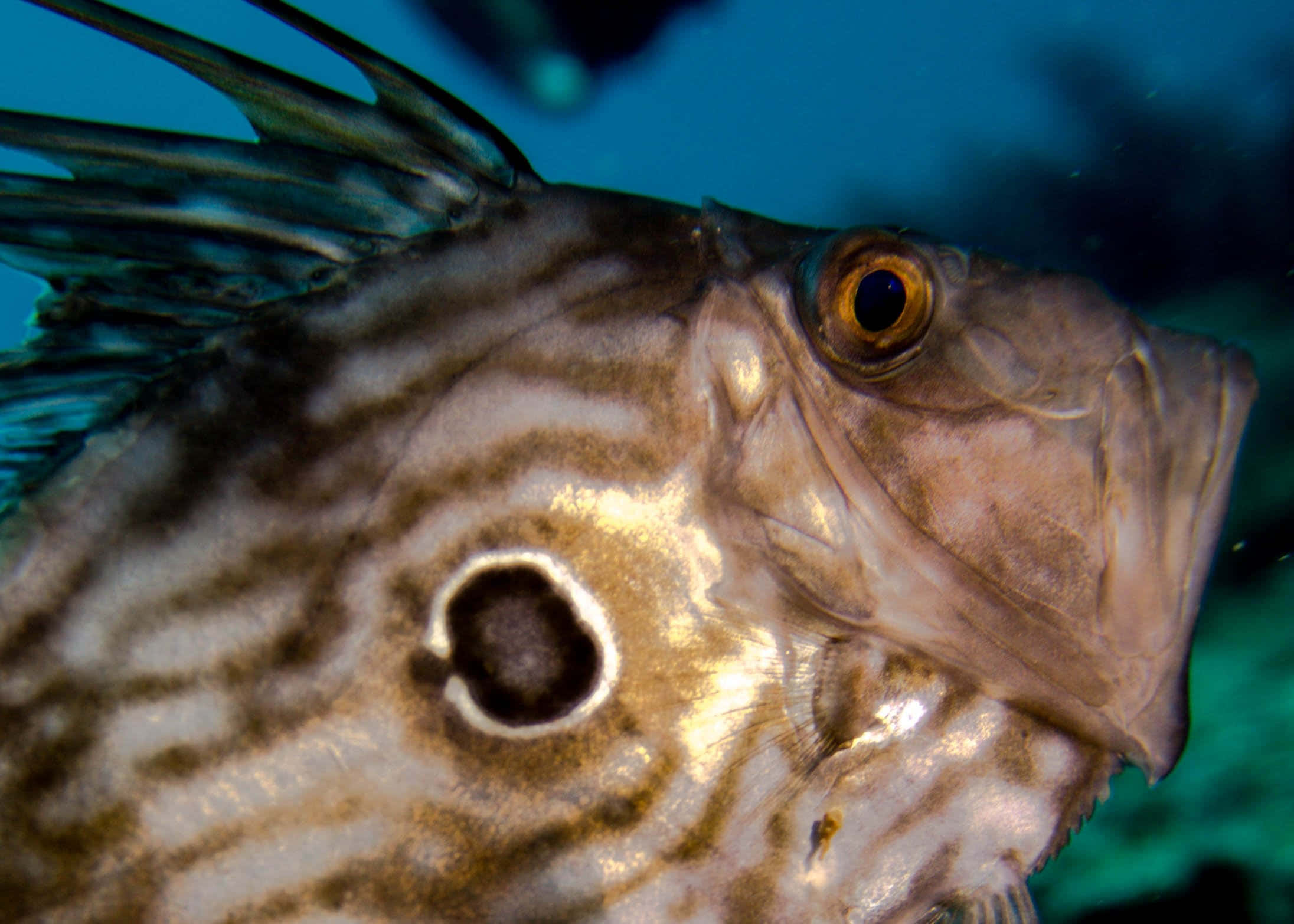 striped doryfish, brown and white stripes, black eye spot, Full HD Desktop Wallpaper