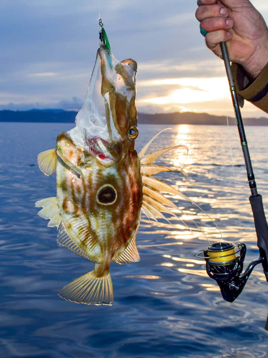 Doryfish, sunset, fishing rod, SD Phone Wallpaper