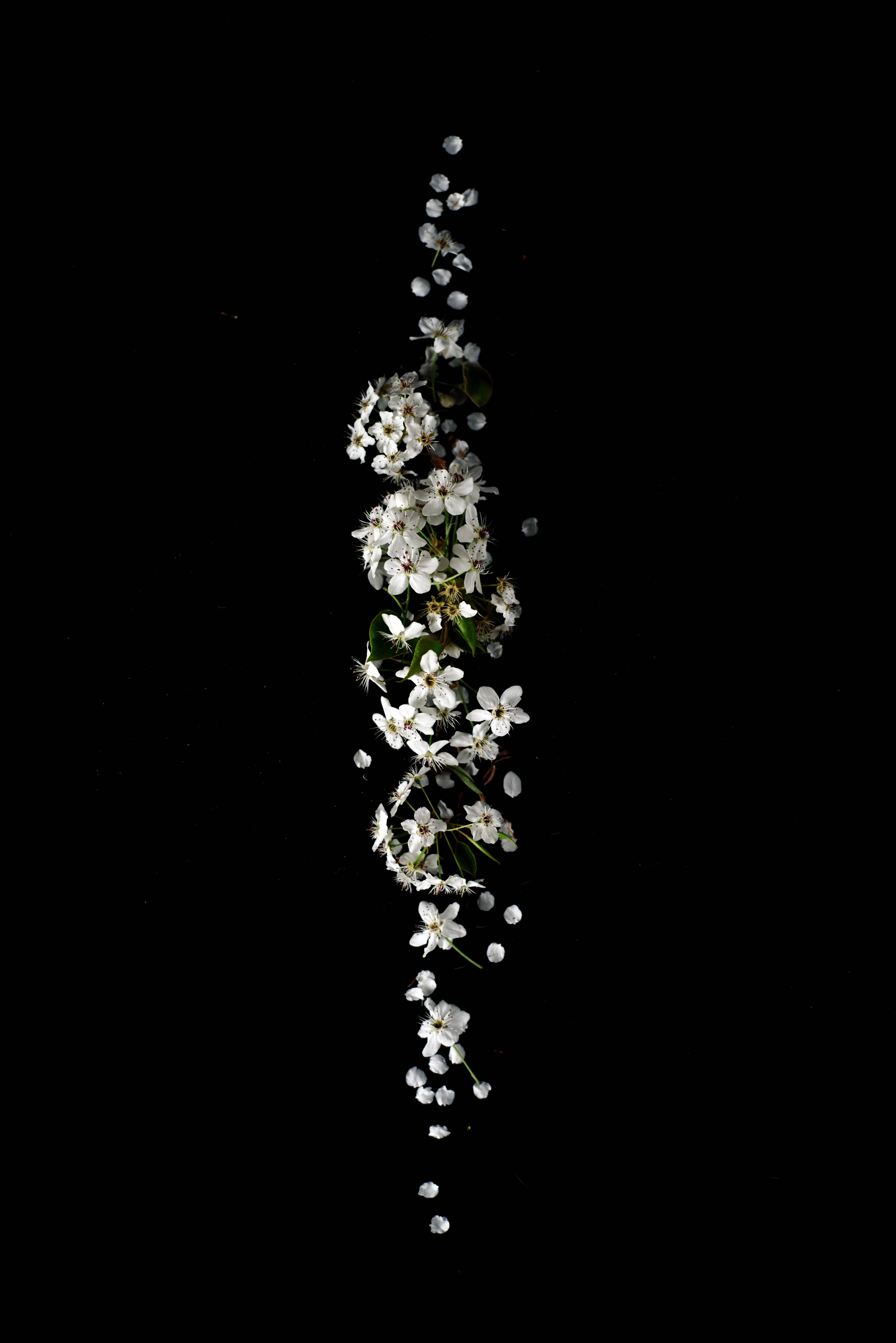 Dot Notch, white flowers, green leaves, 5K Phone Wallpaper