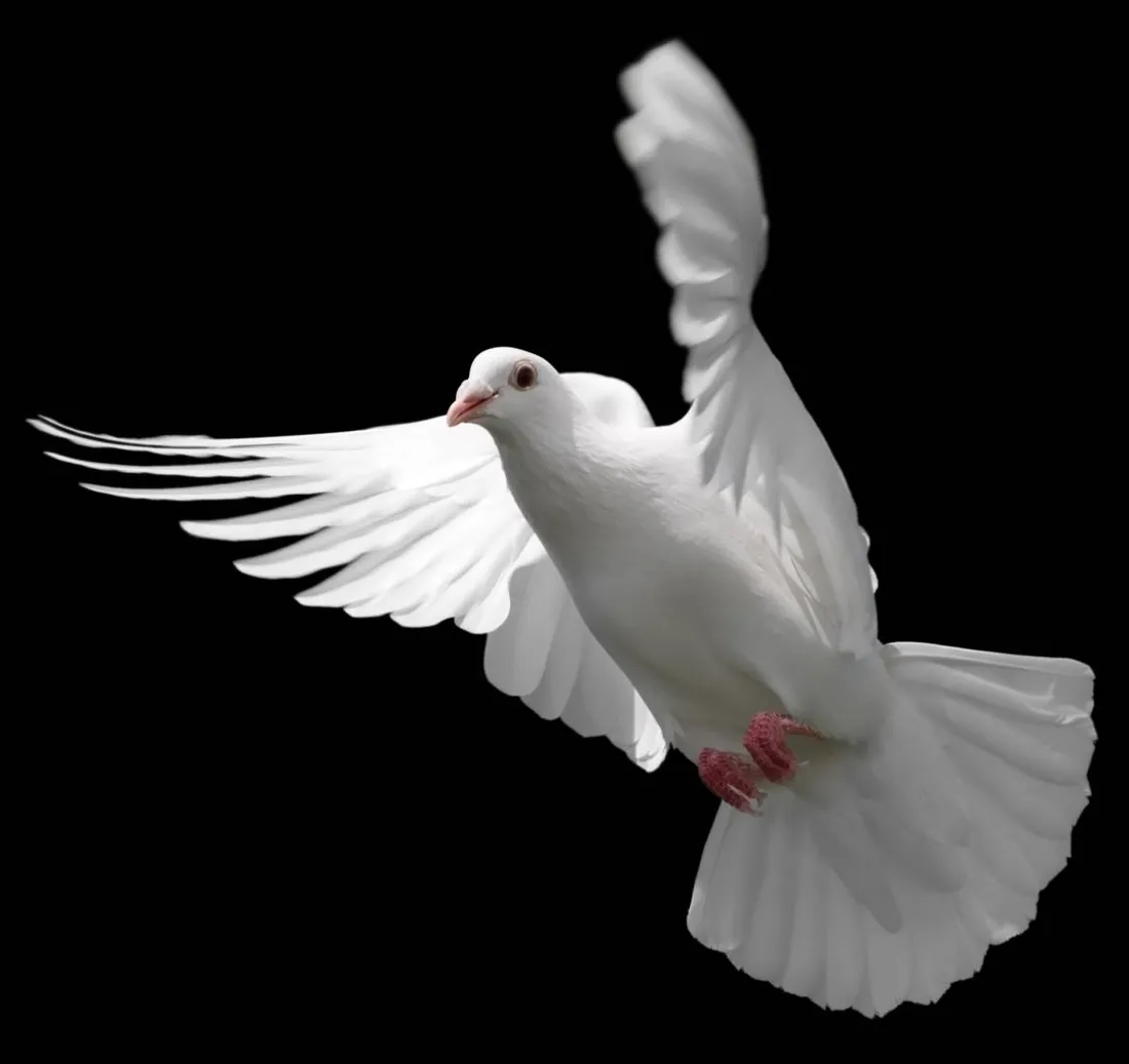Dove Wings