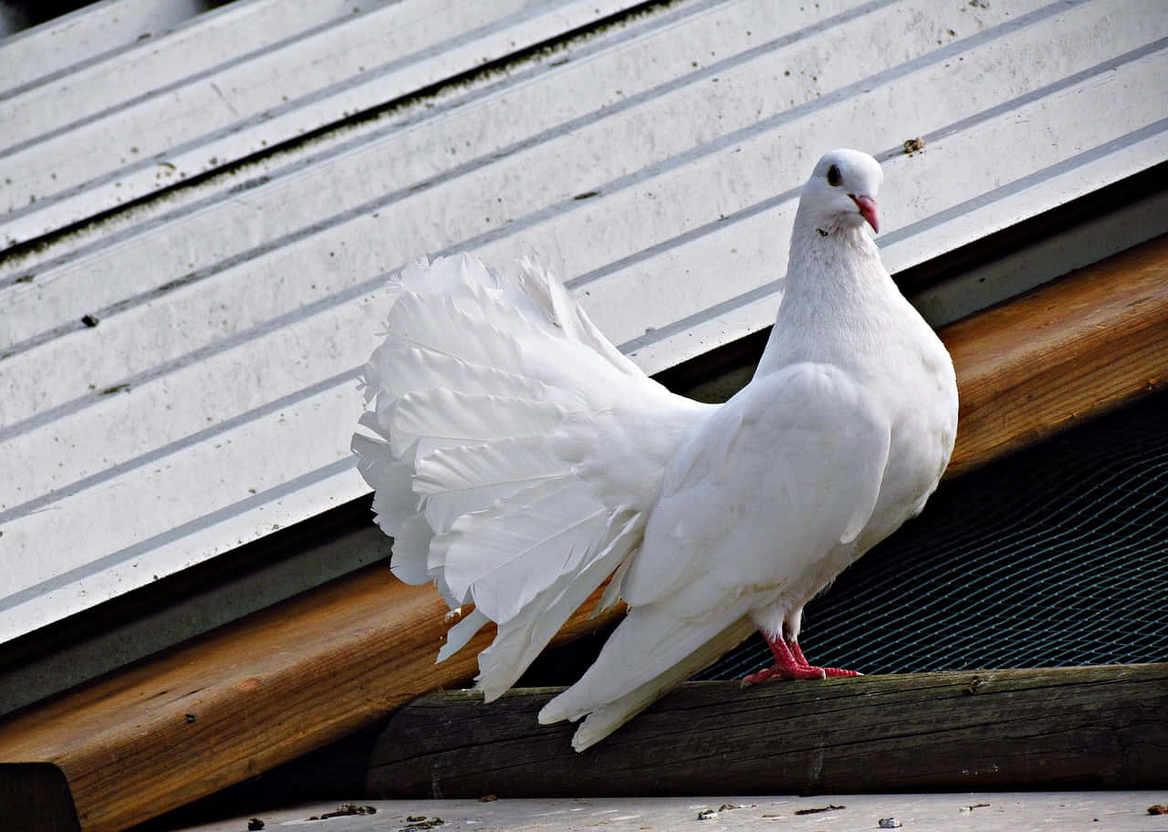 Dove Wings, fantail pigeon, wooden beam, HD Desktop Wallpaper