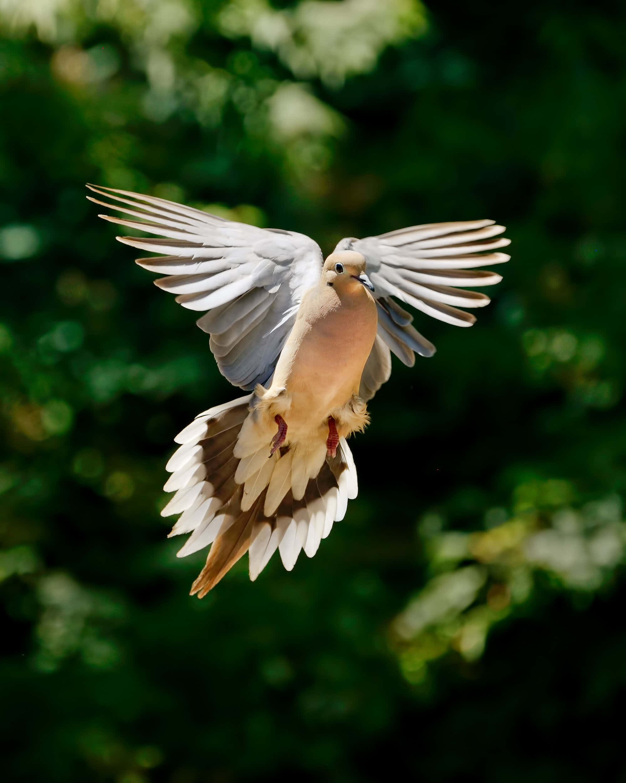 Dove Wings, white-winged dove, lush green forest, Full HD Phone Wallpaper