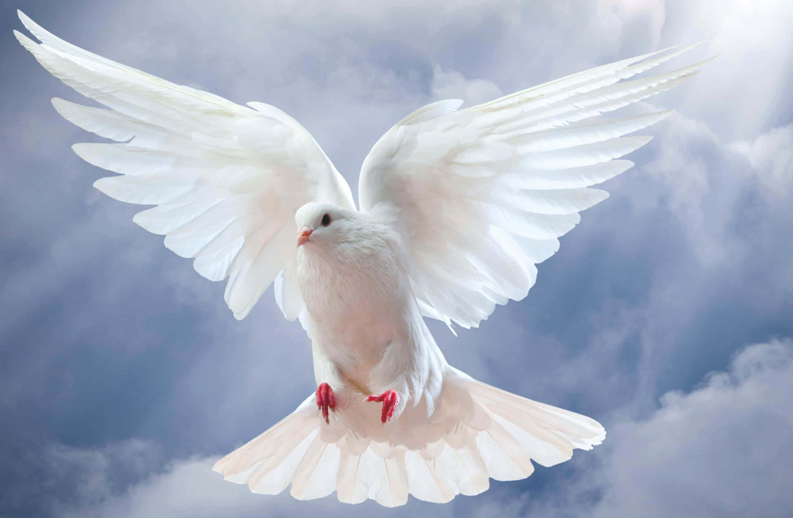 Dove Wings, white dove, wings spread wide, 2K Desktop Wallpaper