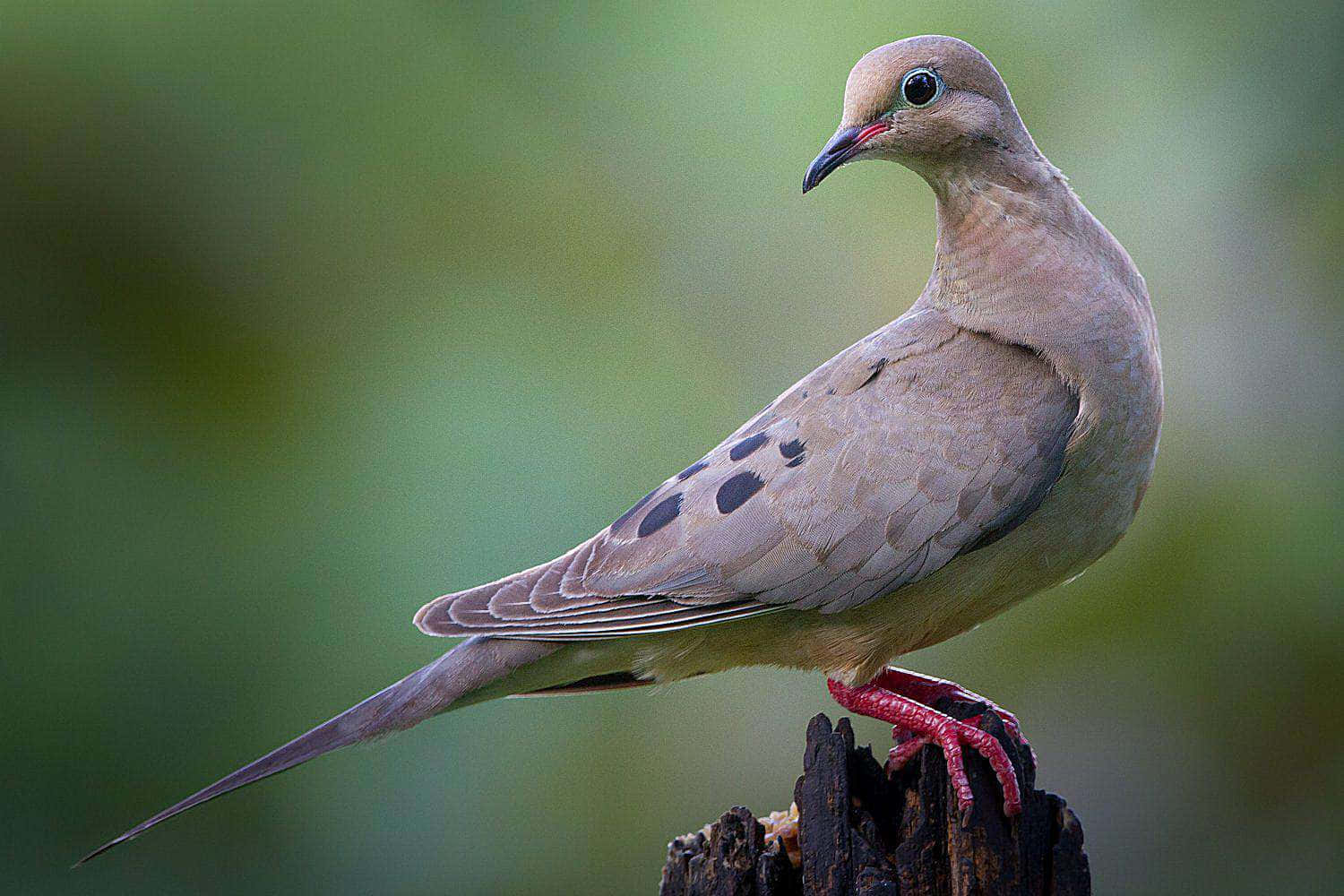 dove wings, mourning dove, weathered tree stump, HD Desktop Wallpaper
