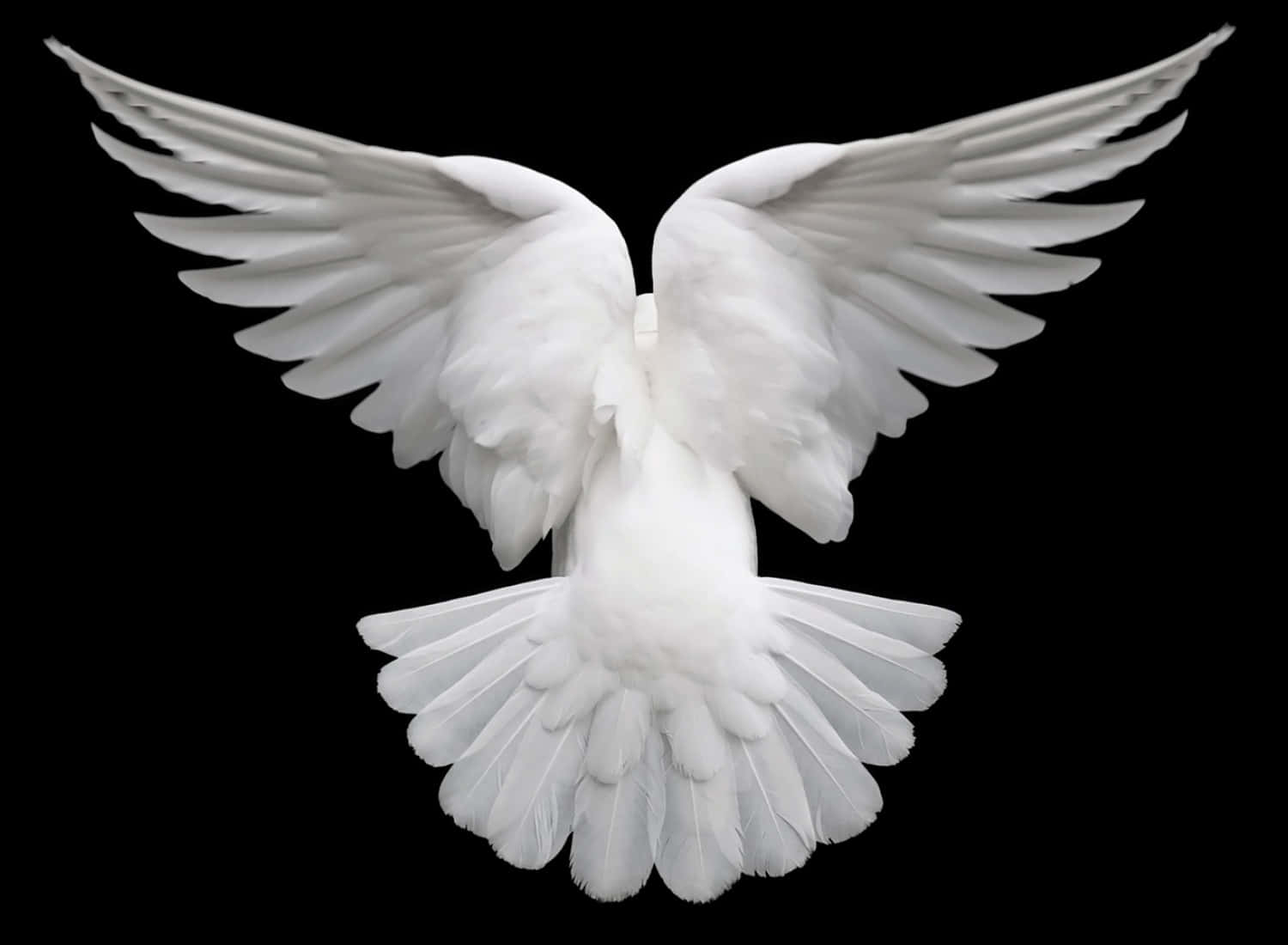 dove wings, white dove, wings fully spread, HD Desktop Wallpaper