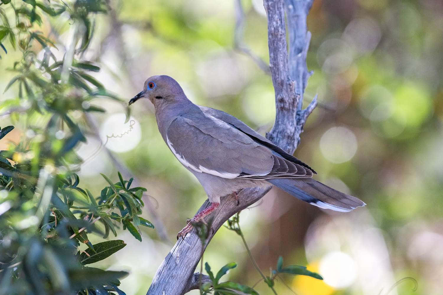 dove wings, pale gray, weathered branch, HD Desktop Wallpaper