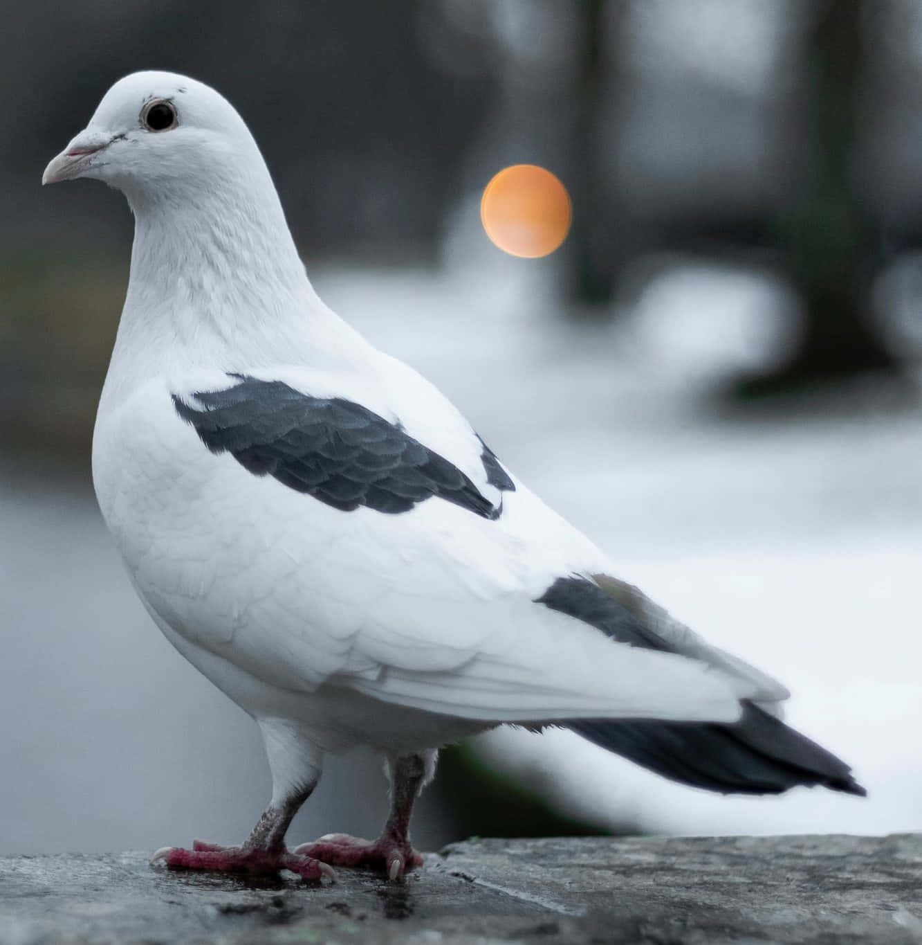 Dove Wings, white pigeon, black wing patches, HD Phone Wallpaper