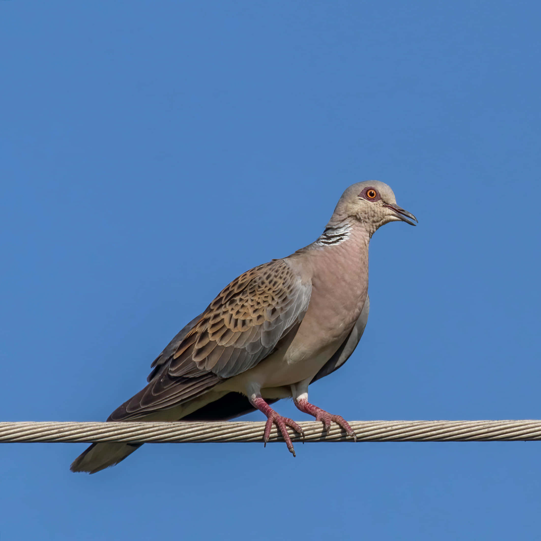 Dove Wings, collared dove, thick wire, Full HD Desktop Wallpaper