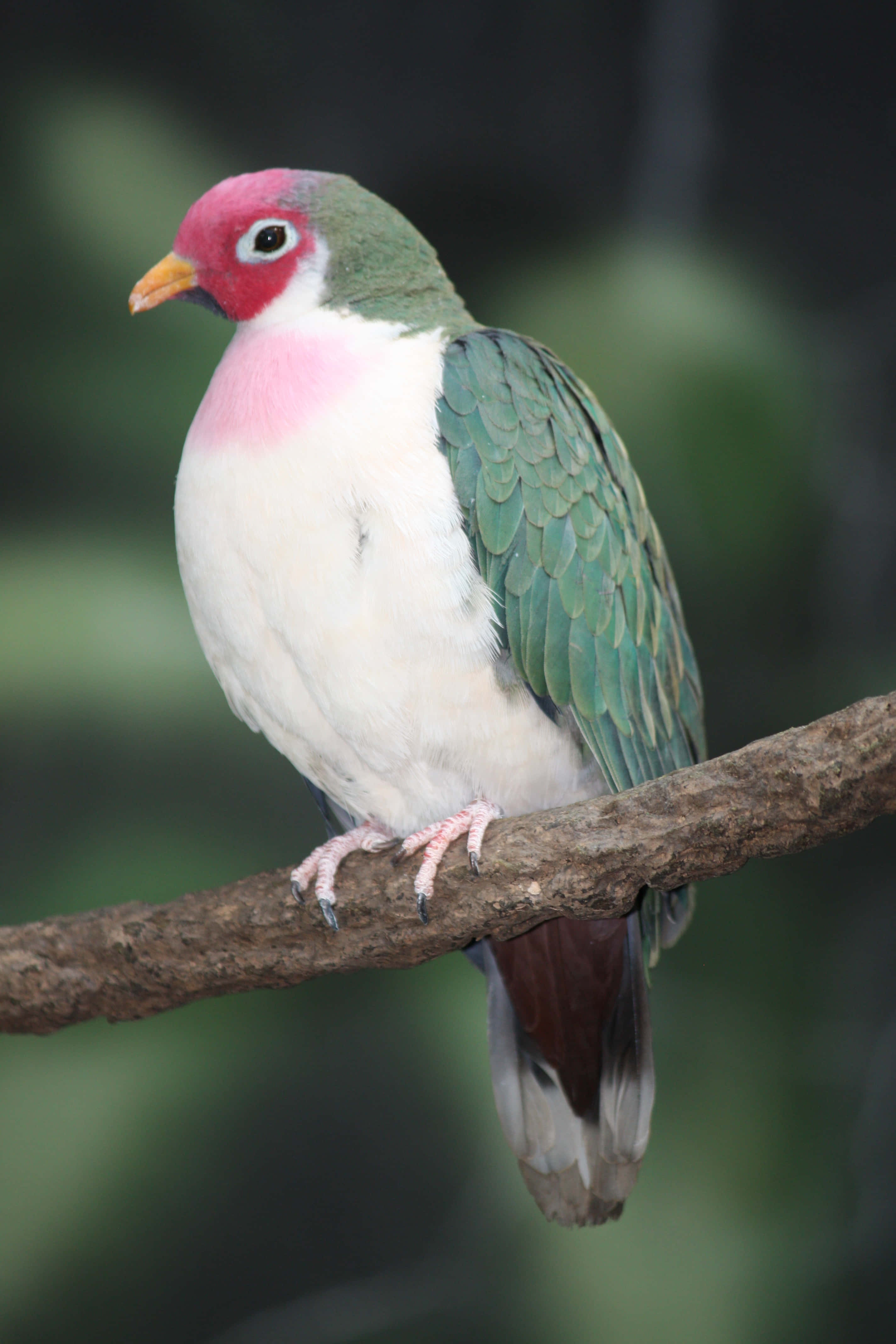dove wings, fruit dove, pink head, 4K Phone Wallpaper