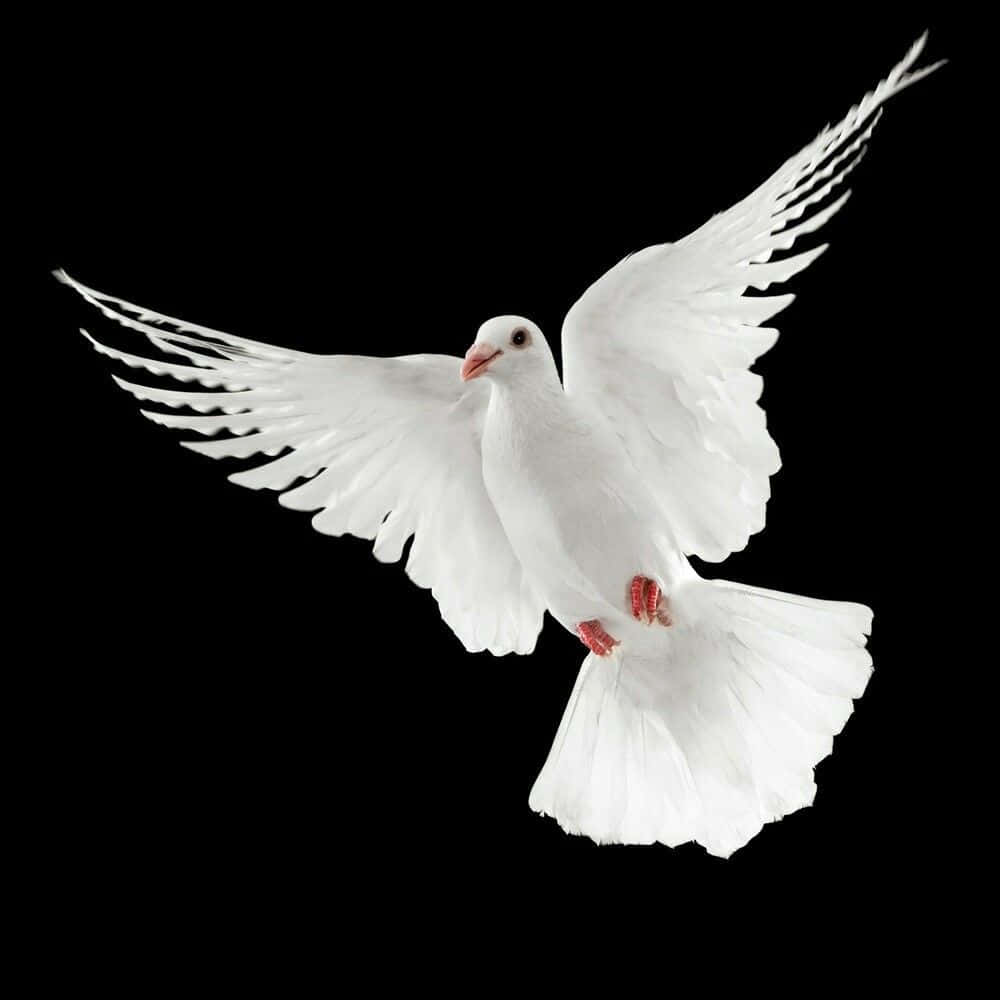 Dove Wings, 1000 x 1000, white dove, SD Desktop Wallpaper