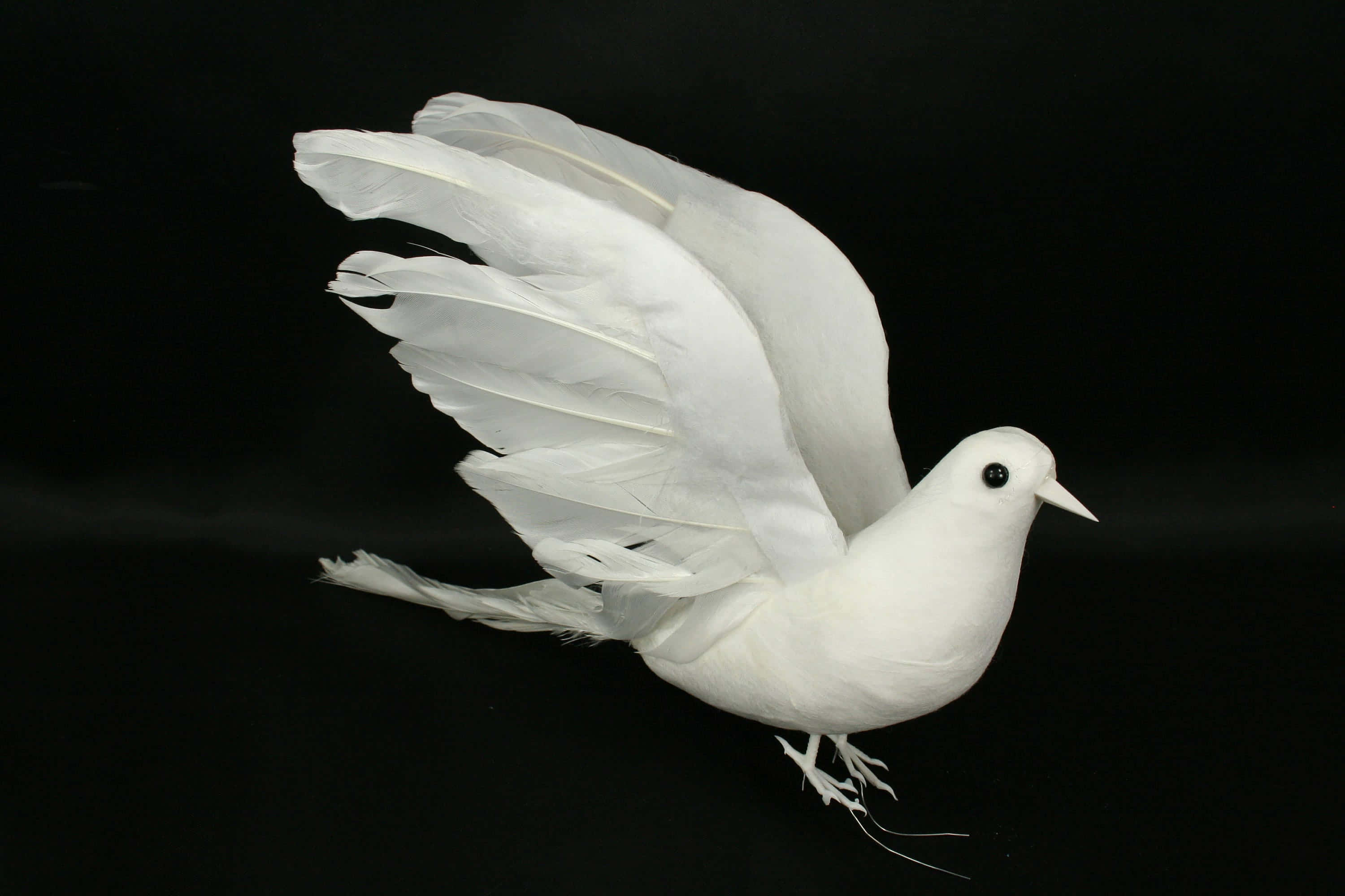 dove wings 3000 x 2000, dove, wings outstretched, 2K Desktop Wallpaper