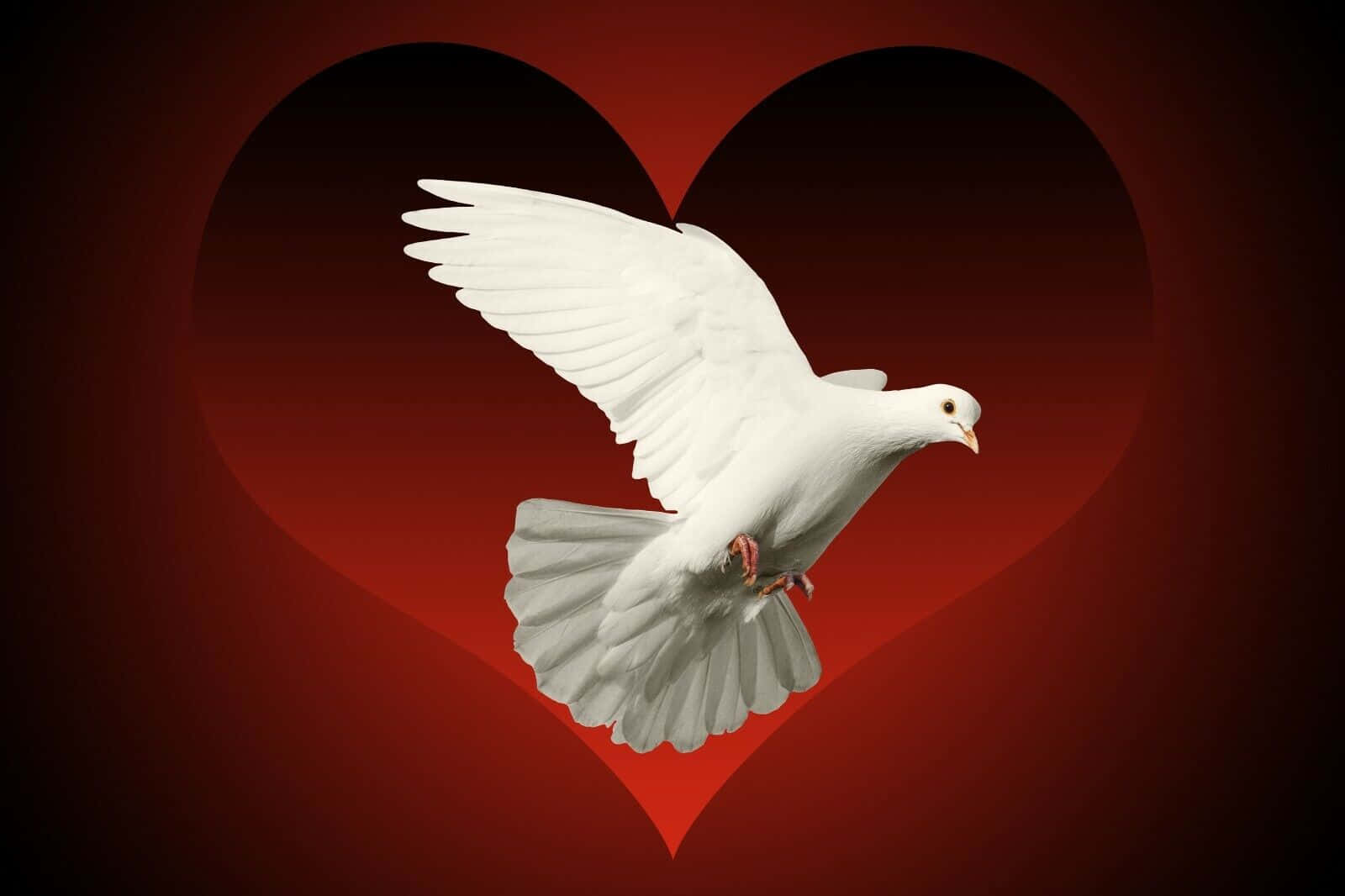 dove wings, 1600 x 1066, white dove, HD Desktop Wallpaper