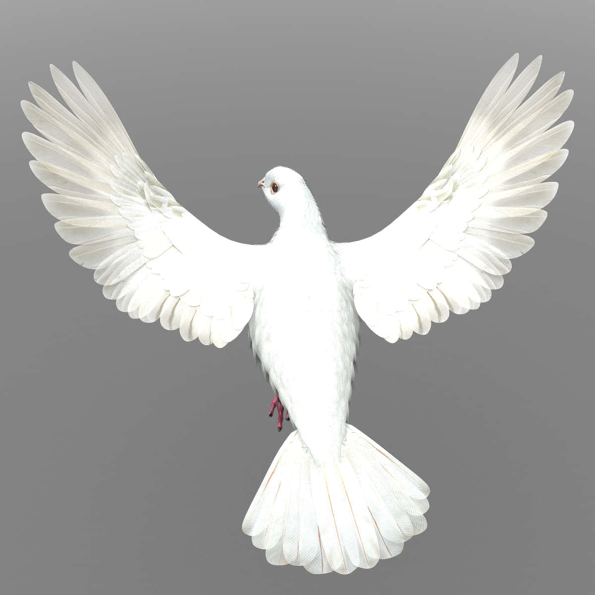 Dove Wings, white dove, wings fully spread, SD Desktop Wallpaper