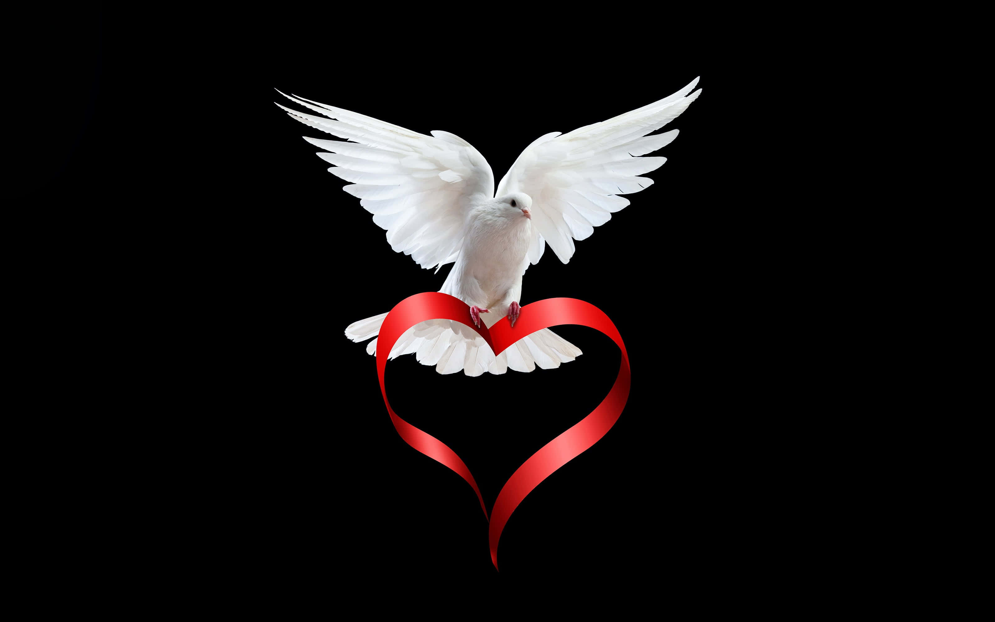Dove Wings, white dove, spread wings, 2K Desktop Wallpaper