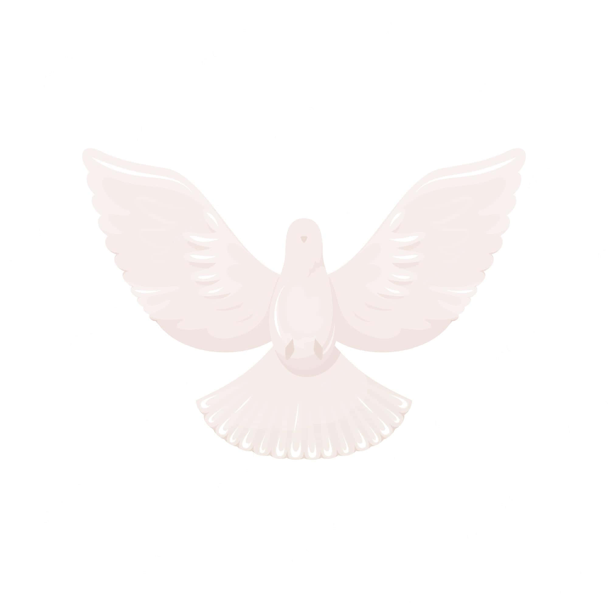 Dove Wings, white dove, outstretched wings, Full HD Desktop Wallpaper