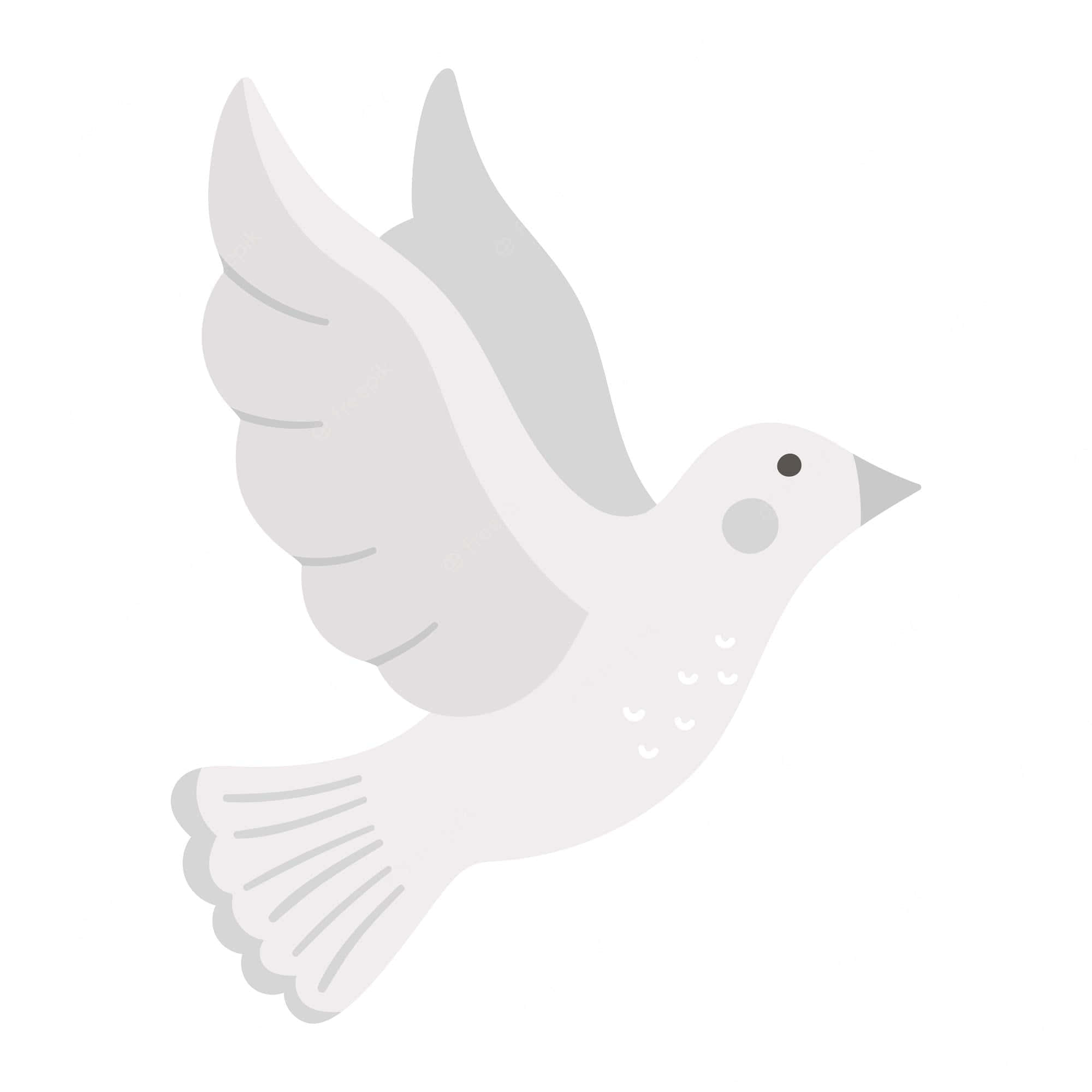 dove wings, white dove, gray wing accents, Full HD Desktop Wallpaper