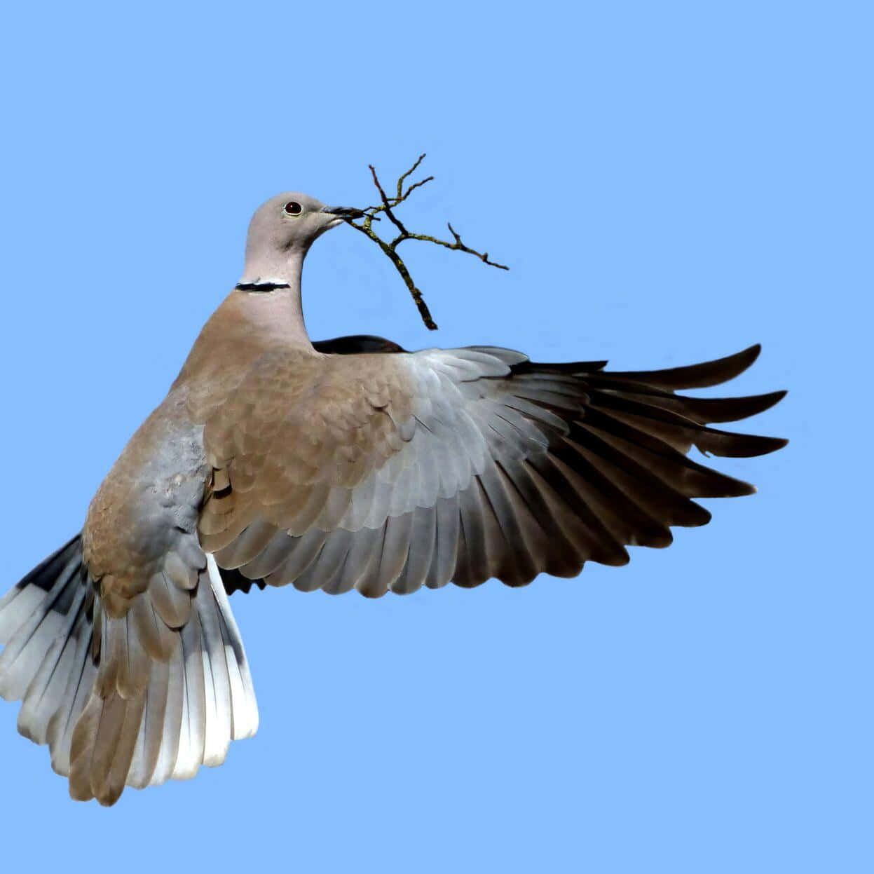 dove wings, collared dove, clear blue sky, SD Desktop Wallpaper