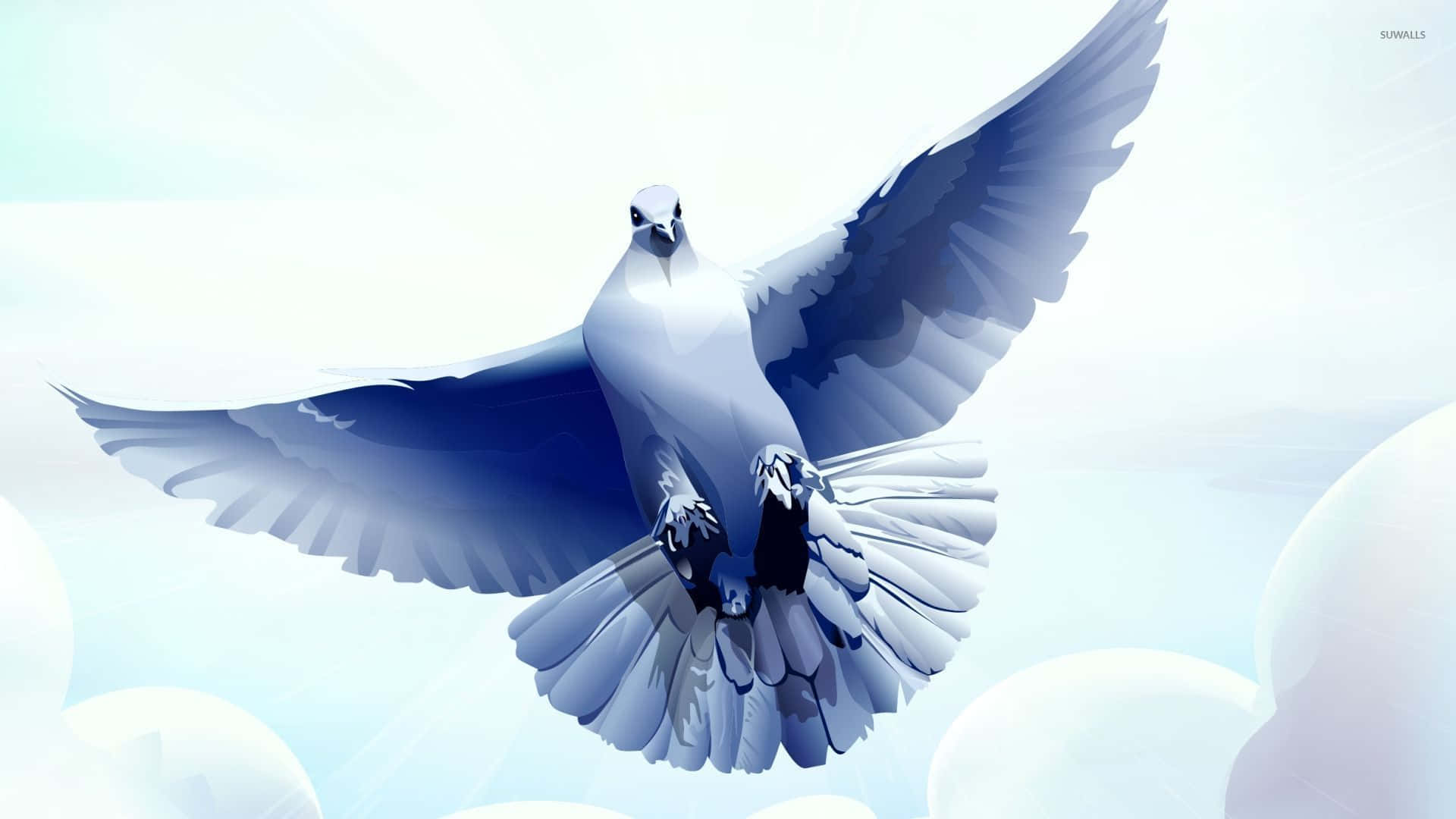 Dove Wings, white dove, outstretched wings, Full HD Desktop Wallpaper