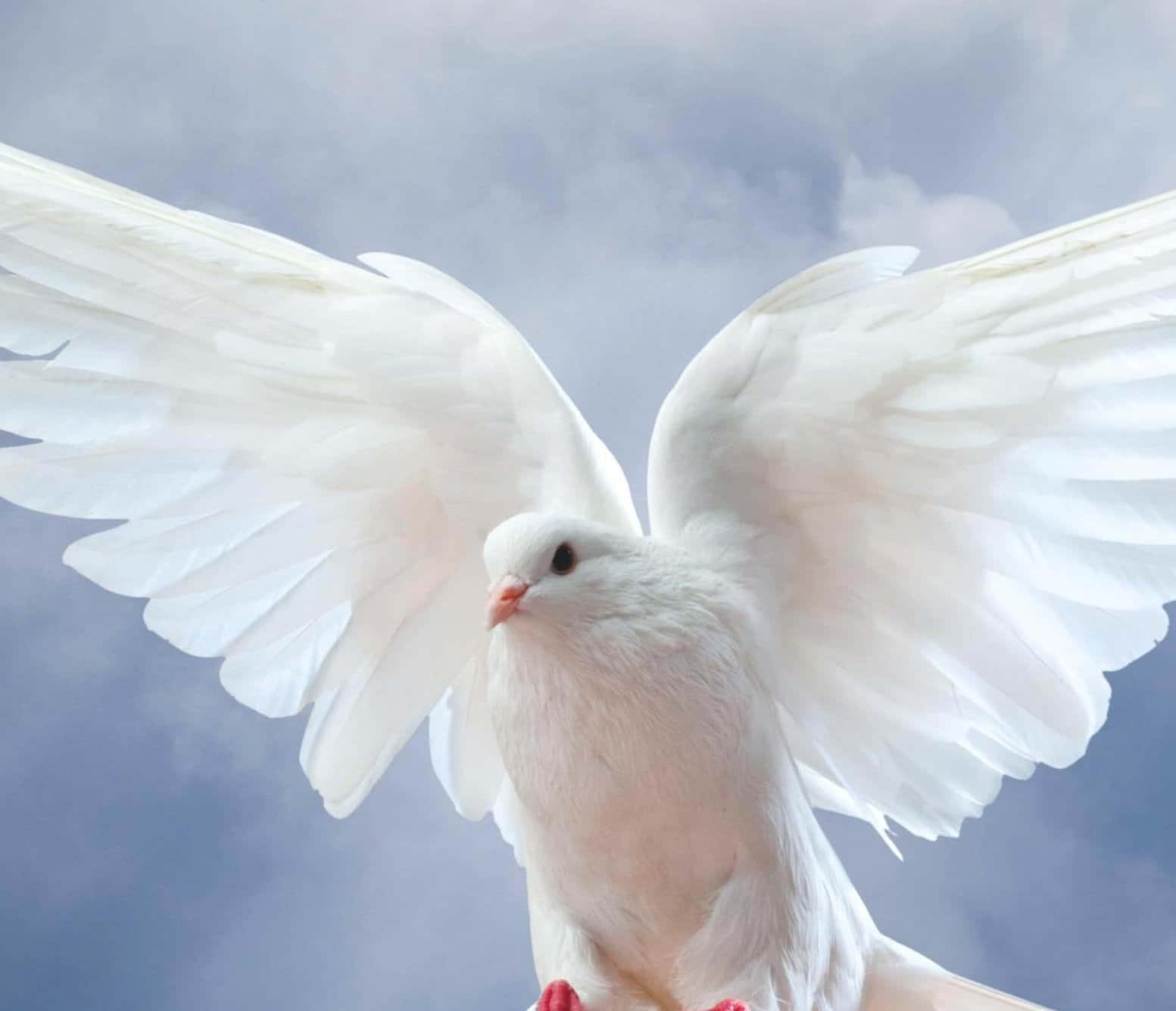 Dove Wings, white dove, wings fully spread, HD Desktop Wallpaper