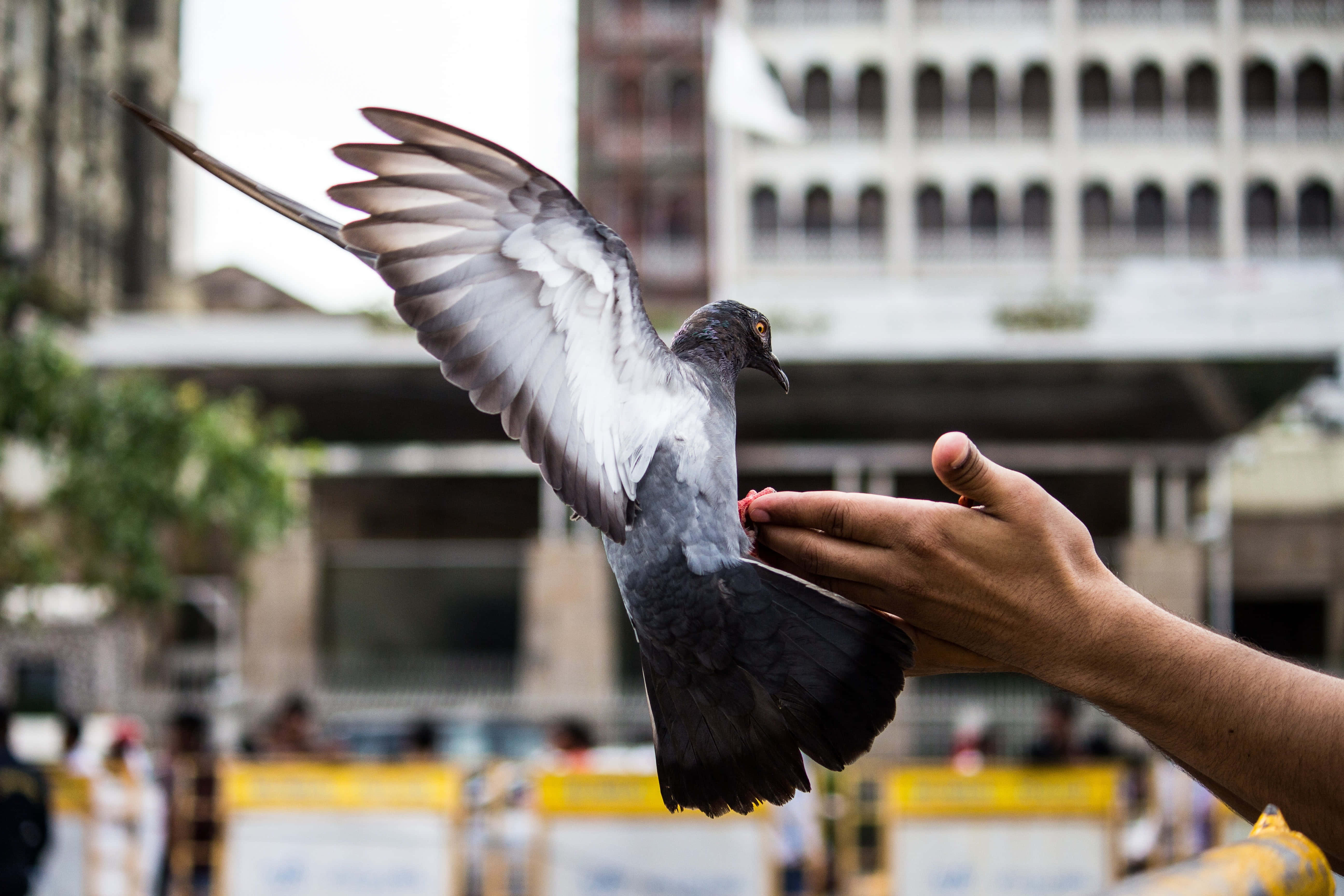 dove wings, 5184 x 3456, pigeon, 5K Desktop Wallpaper