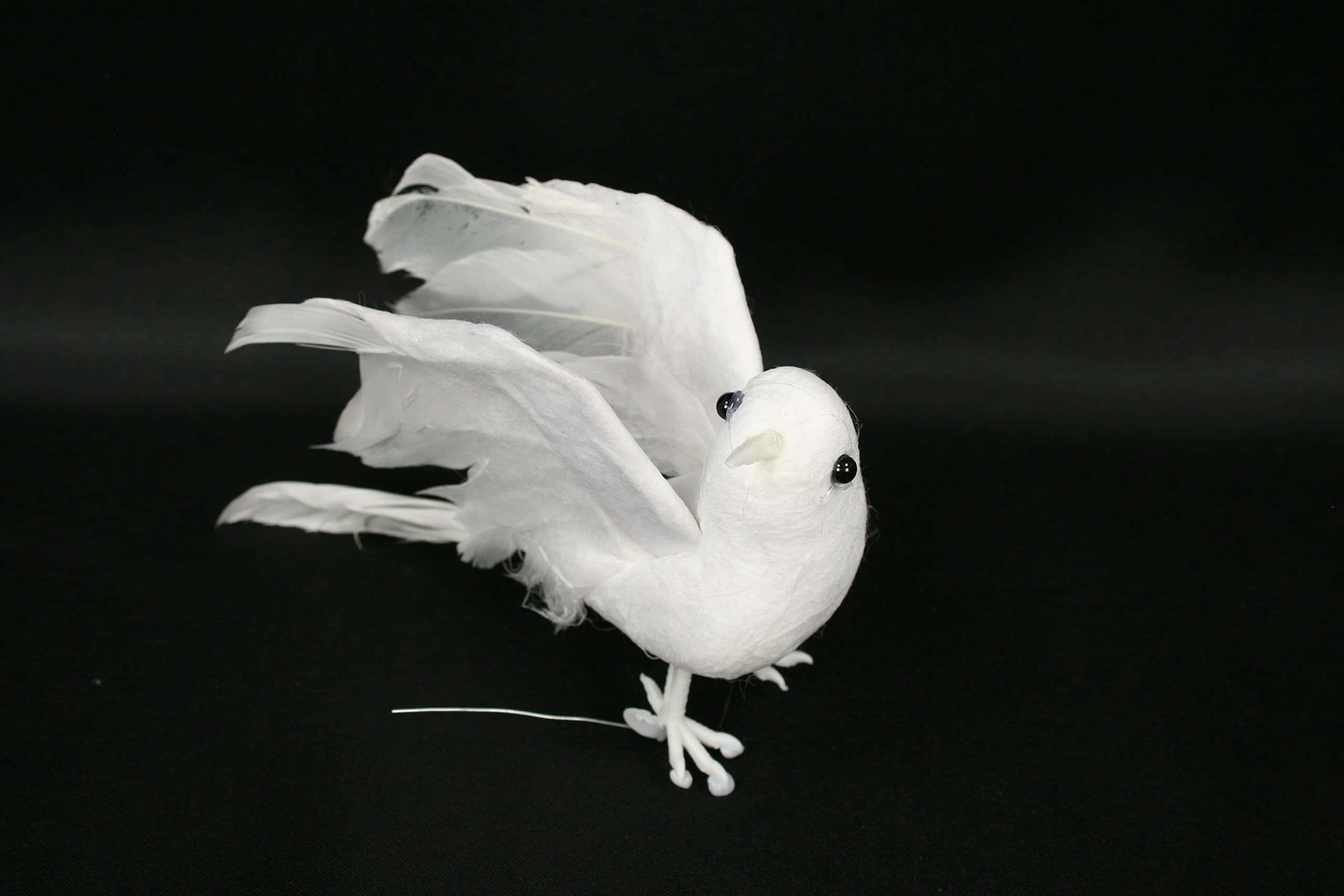 dove wings, white bird, black eyes, 2K Desktop Wallpaper