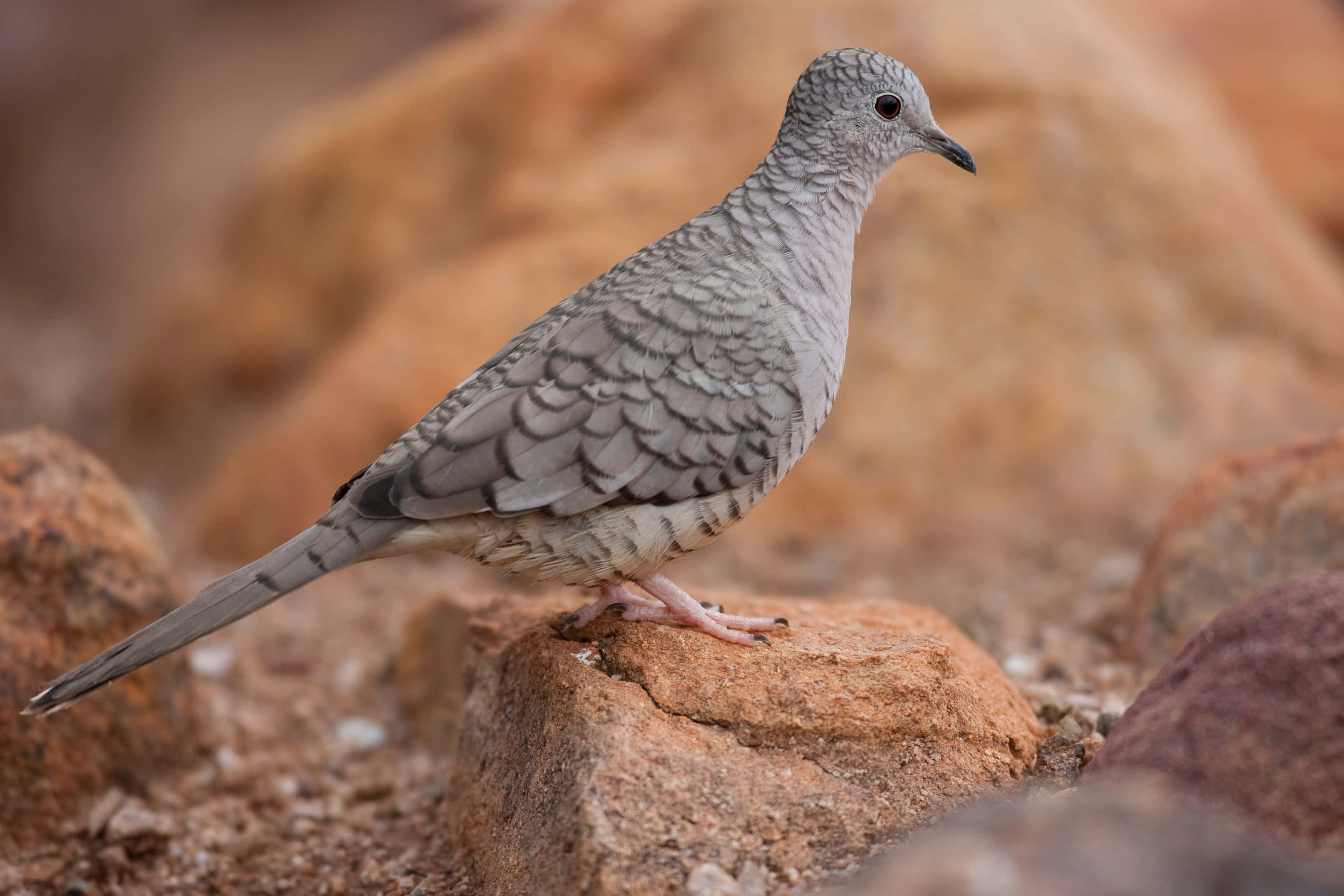 dove wings, spotted dove, reddish rock, 2K Desktop Wallpaper