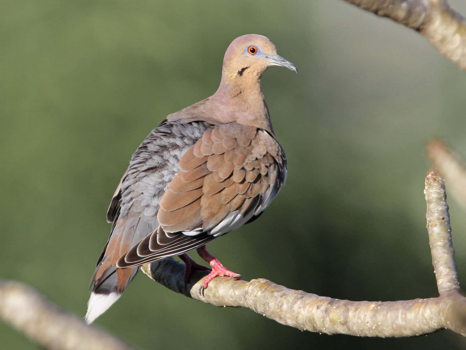 Dove Wings, mourning dove, textured tree branch, HD Desktop Wallpaper