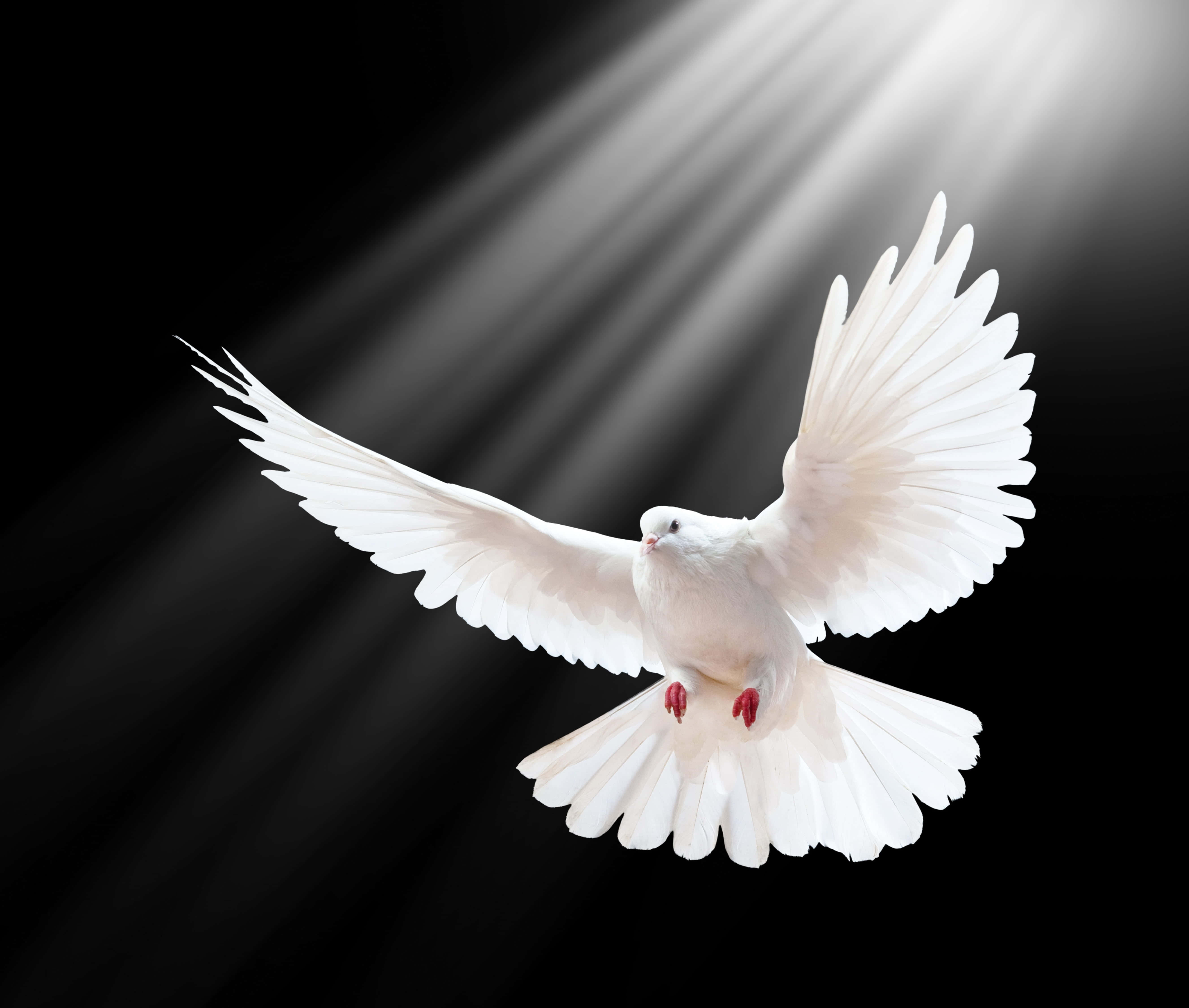 Dove Wings, white dove, wings spread wide, 5K Desktop Wallpaper