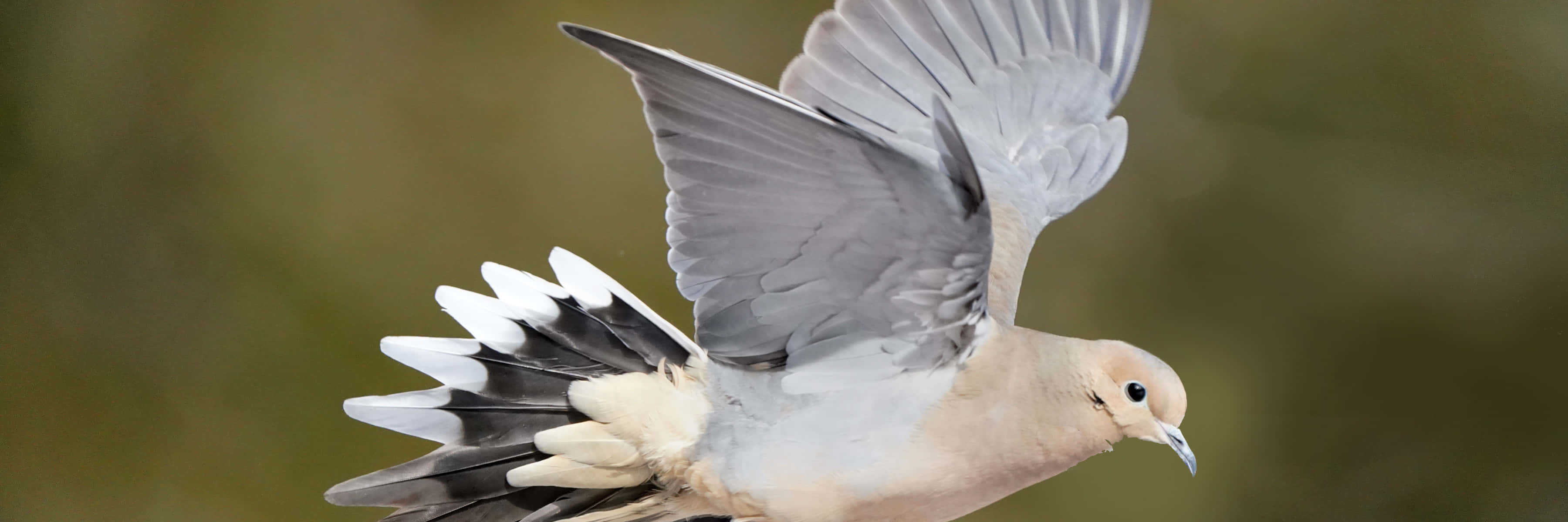 Dove Wings, 3600 x 1200, dove, 2K Desktop Wallpaper