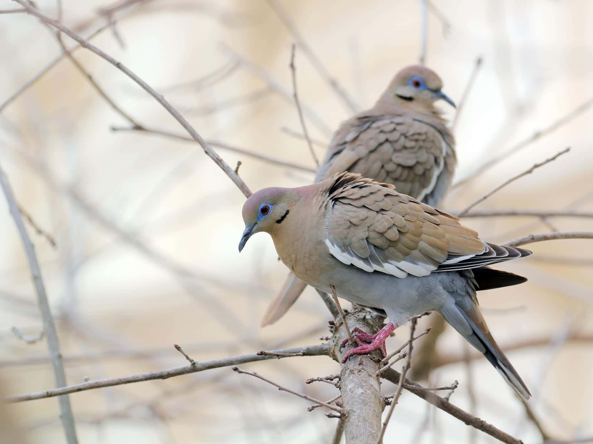 dove wings, mourning doves, bare branches, HD Desktop Wallpaper