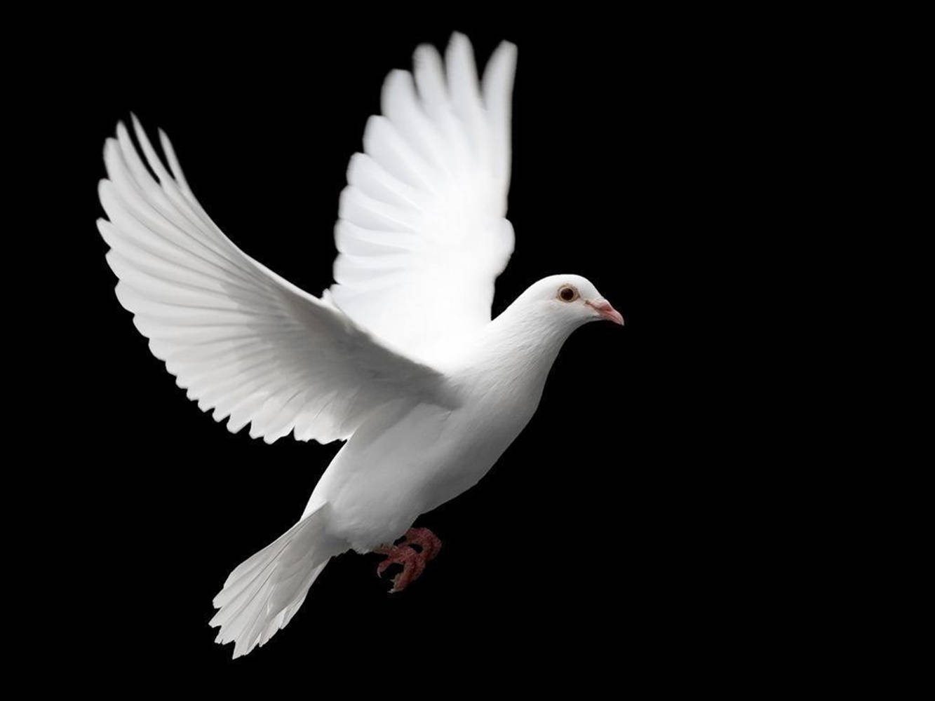 white dove, wings fully spread, stark black background, HD Desktop Wallpaper
