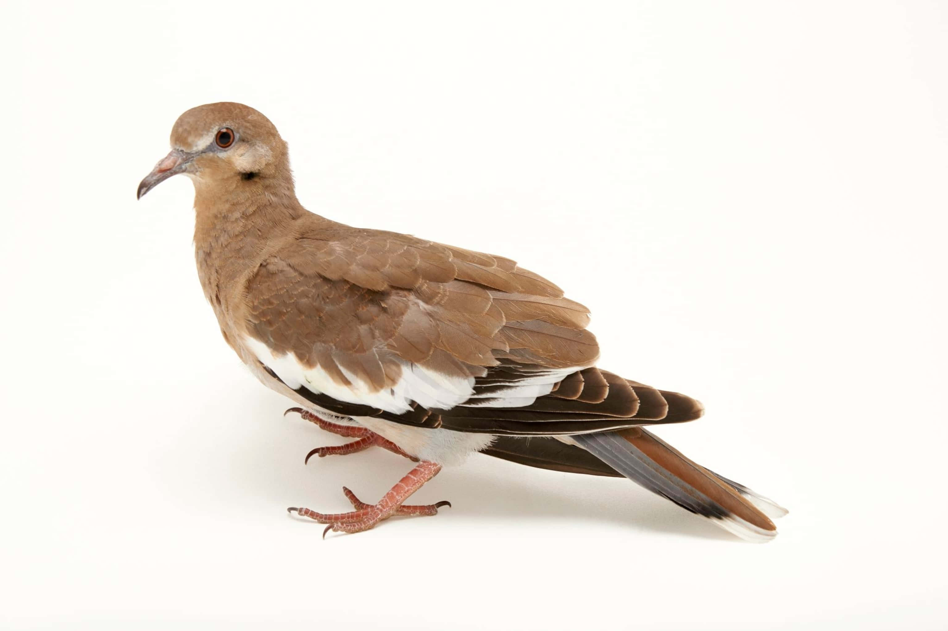 dove wings, white-winged dove, brown feathers, 2K Desktop Wallpaper