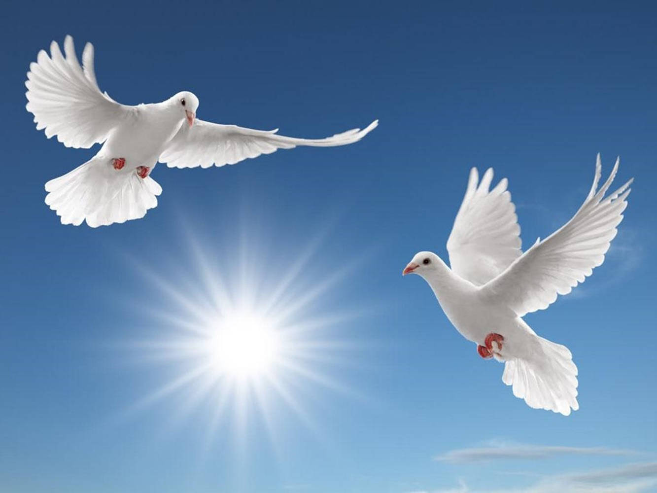 white doves, vibrant blue sky, radiant sunburst, HD Desktop Wallpaper