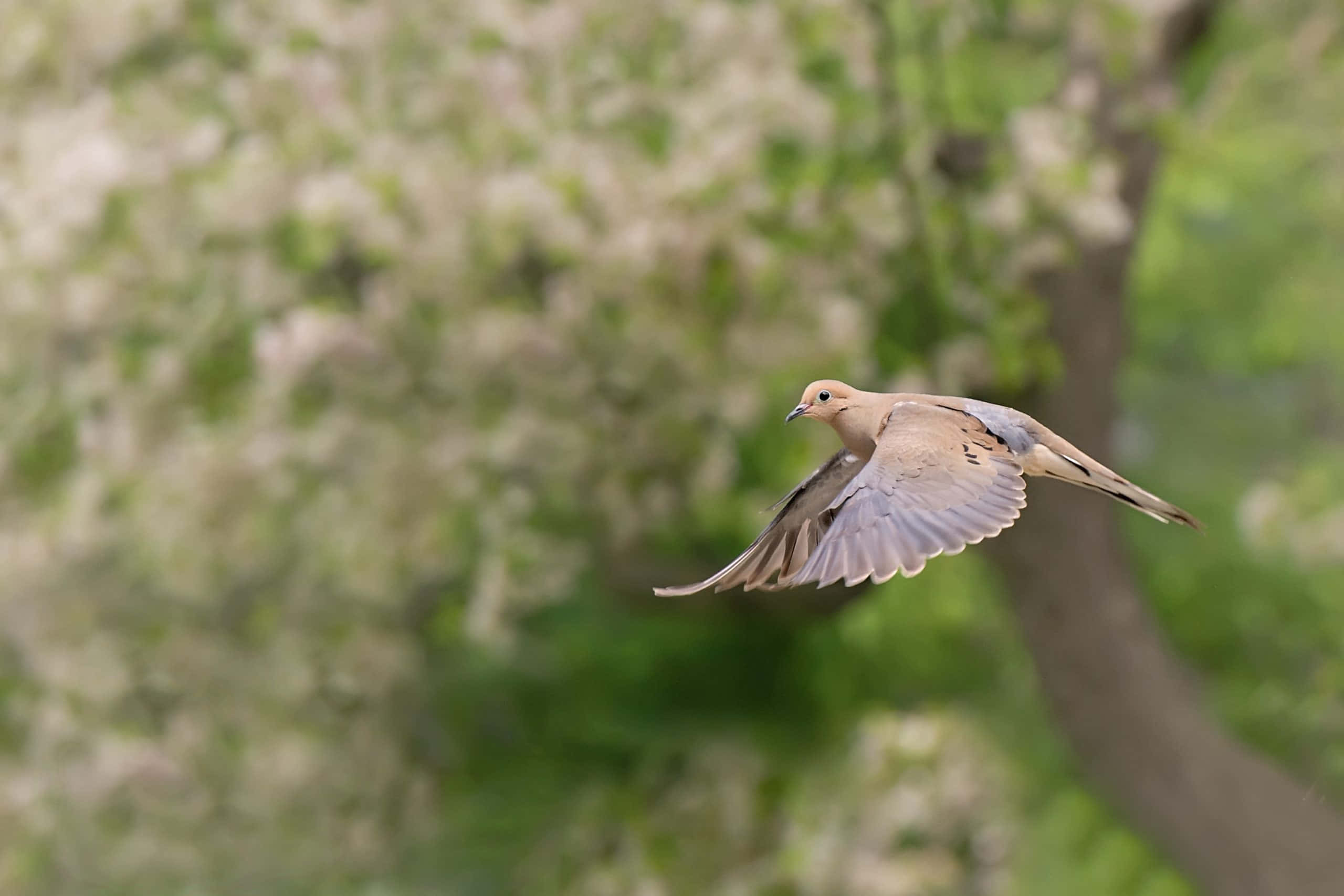 dove wings, mourning dove, greenery, 2K Desktop Wallpaper